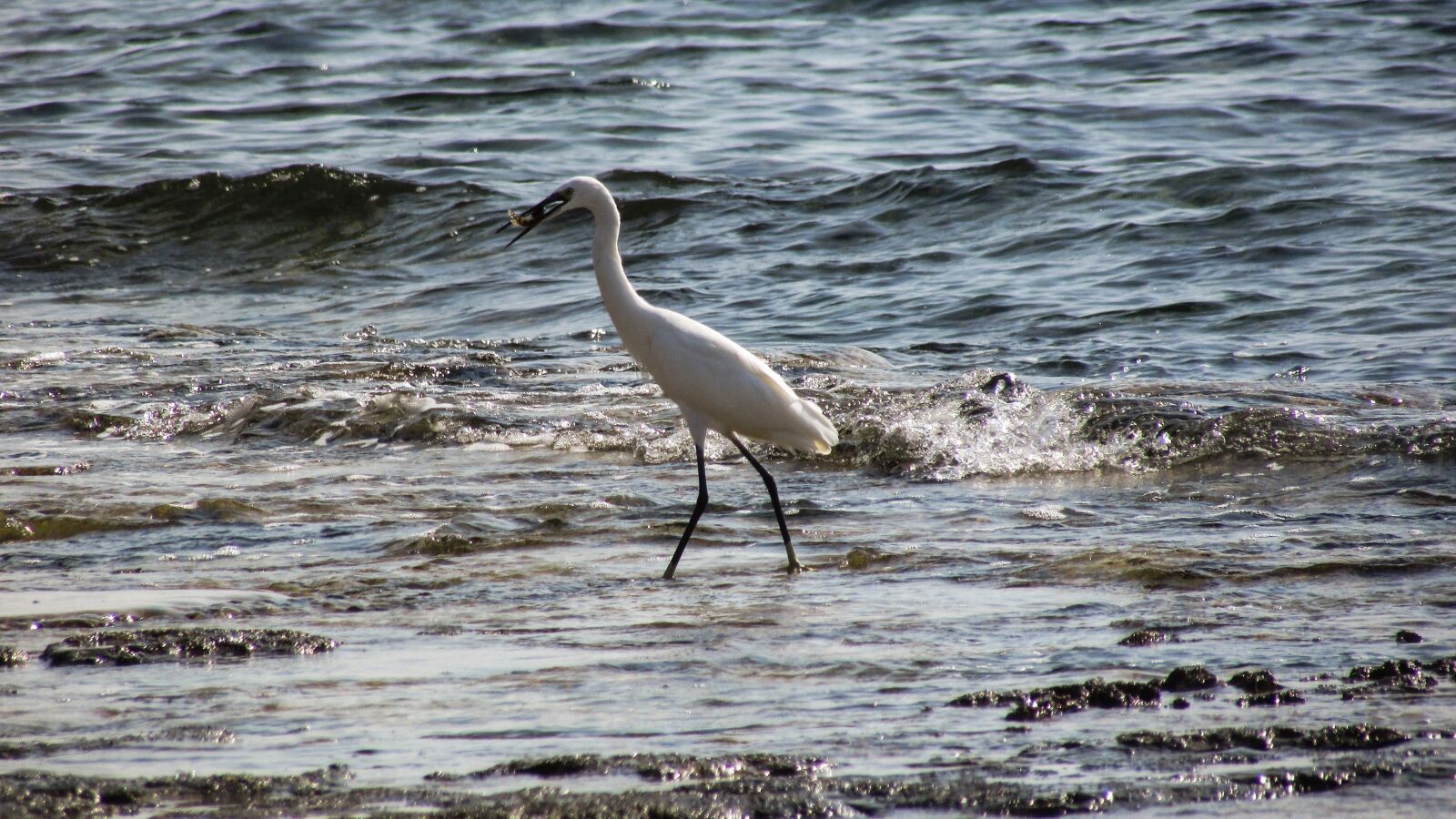 Canon PowerShot SX400 IS sample photo. Heron, fishing, bird photography