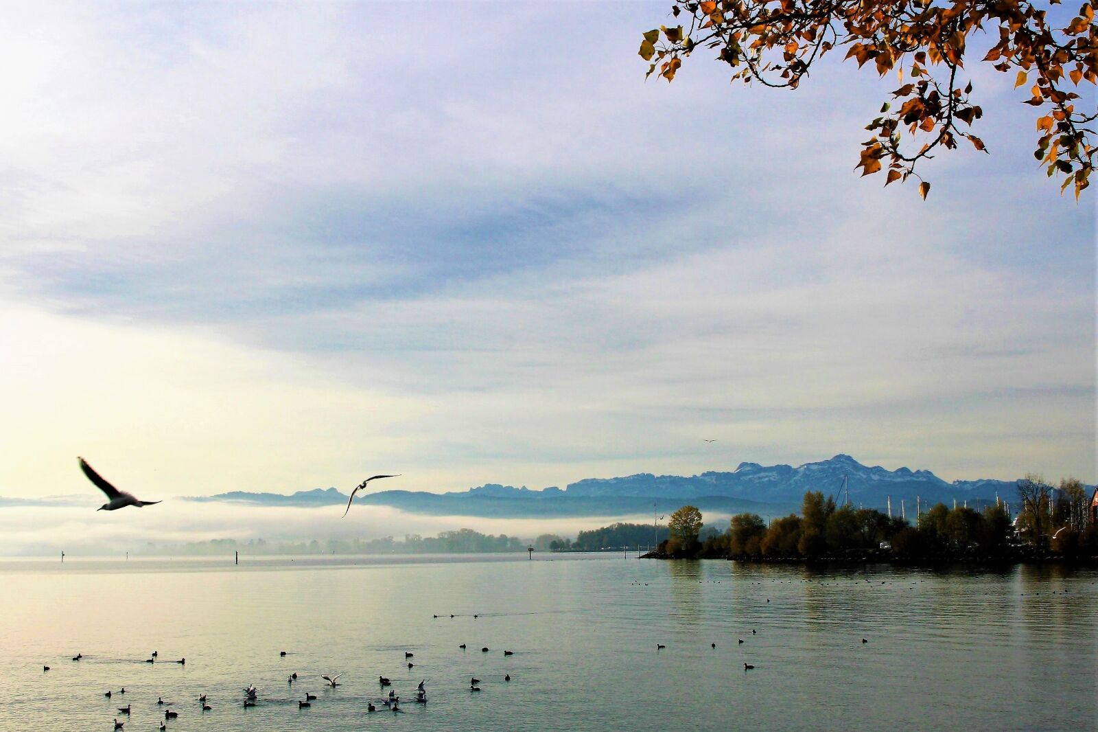 Canon EOS 400D (EOS Digital Rebel XTi / EOS Kiss Digital X) sample photo. The seagulls, water, lake photography