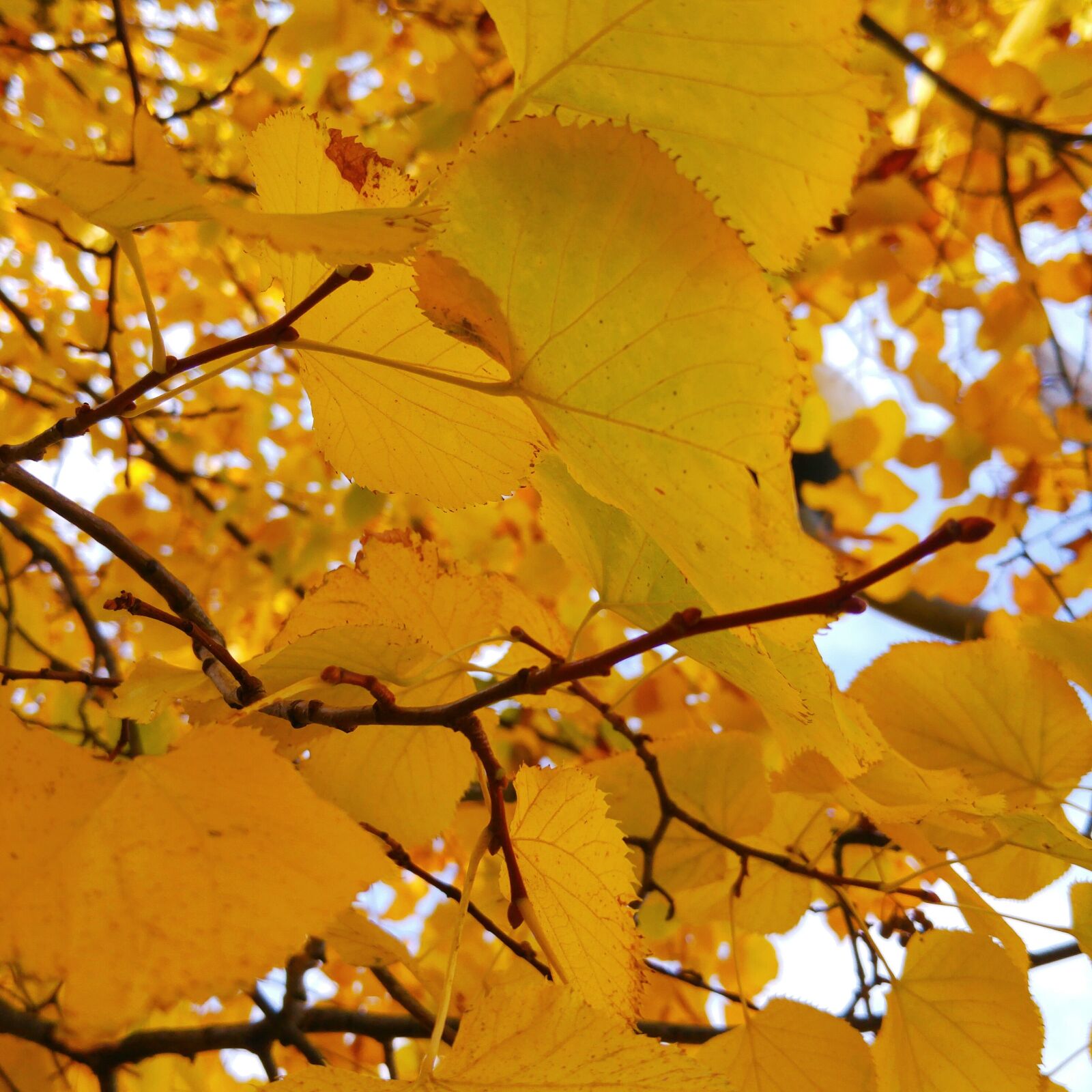LG G4 sample photo. Leaves, autumn, seasons photography