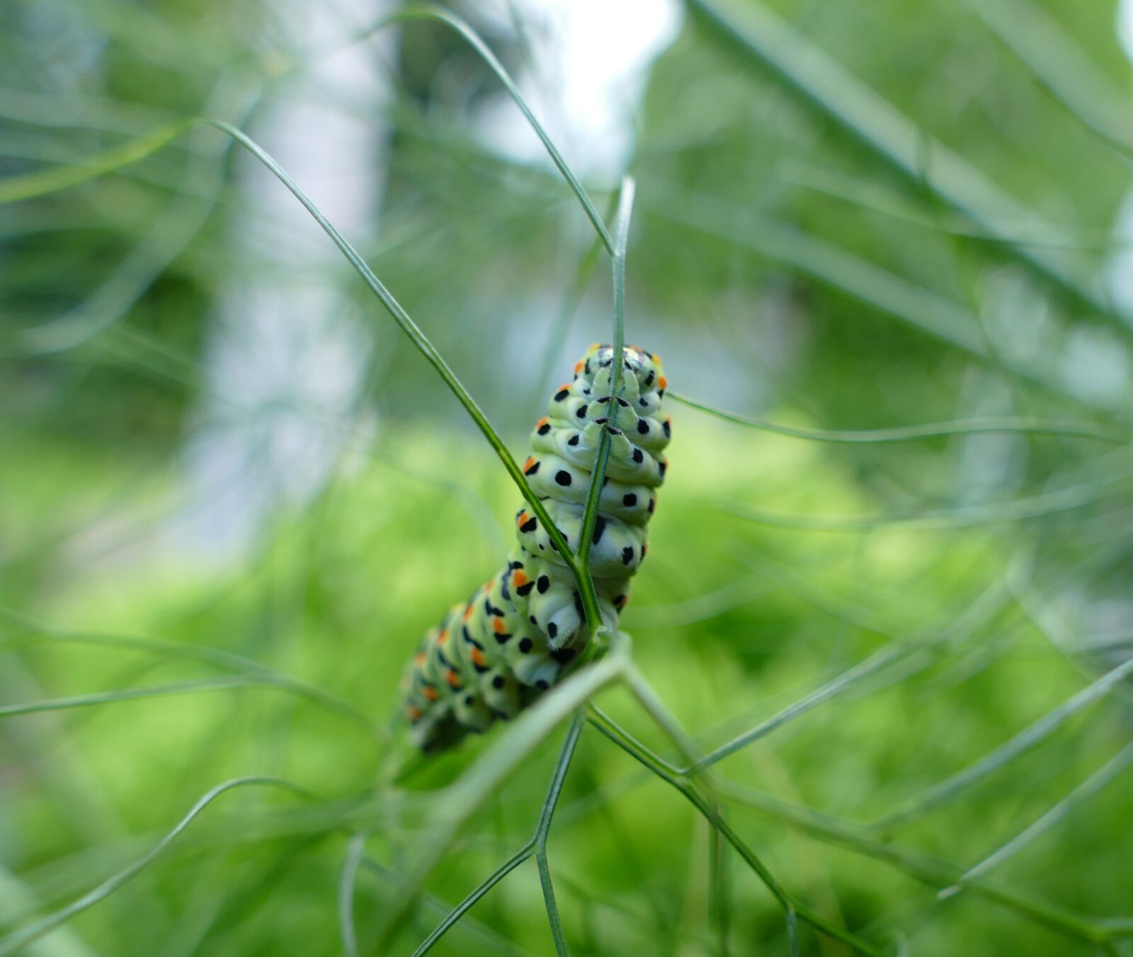 Panasonic Lumix DMC-FZ1000 sample photo. Swallowtail caterpillar, butterfly caterpillar photography