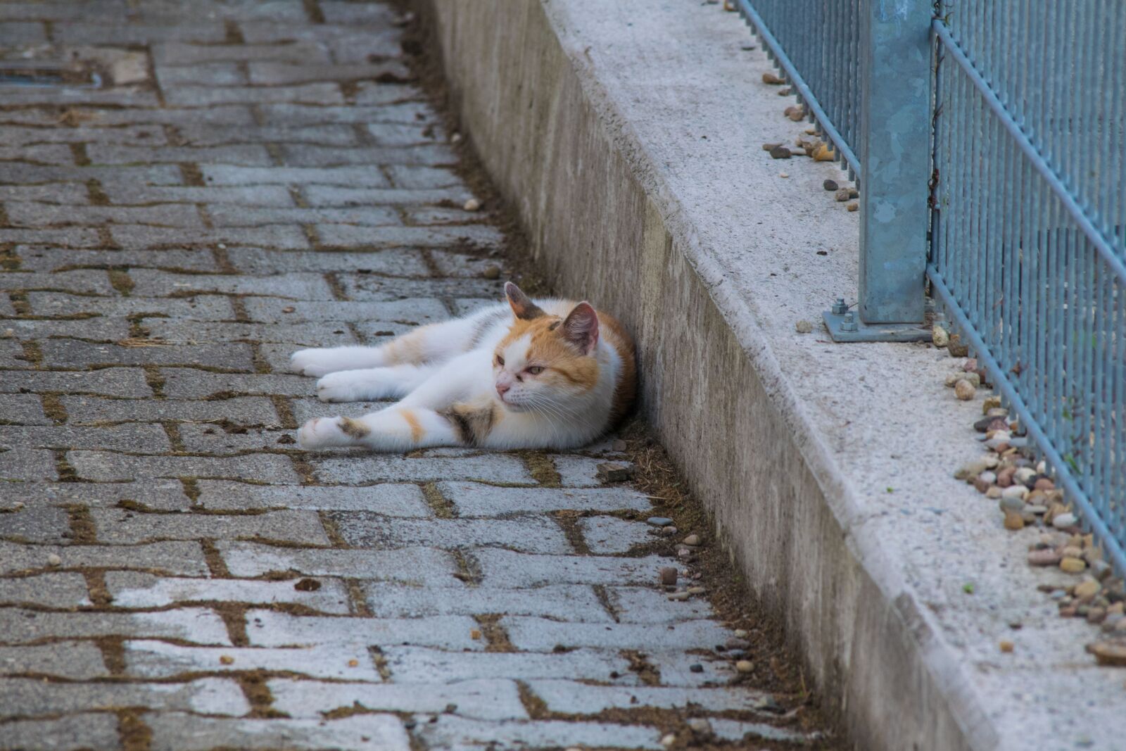 Nikon D3300 sample photo. Cat, lying, stones photography