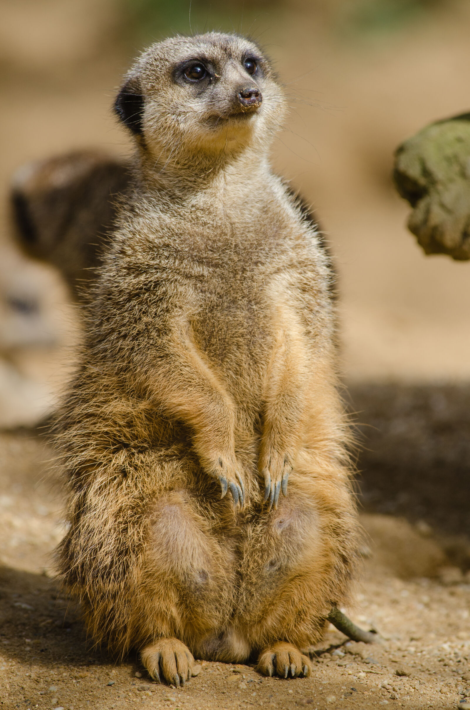 Nikon D7000 + Sigma APO Tele Macro 300mm F4 sample photo