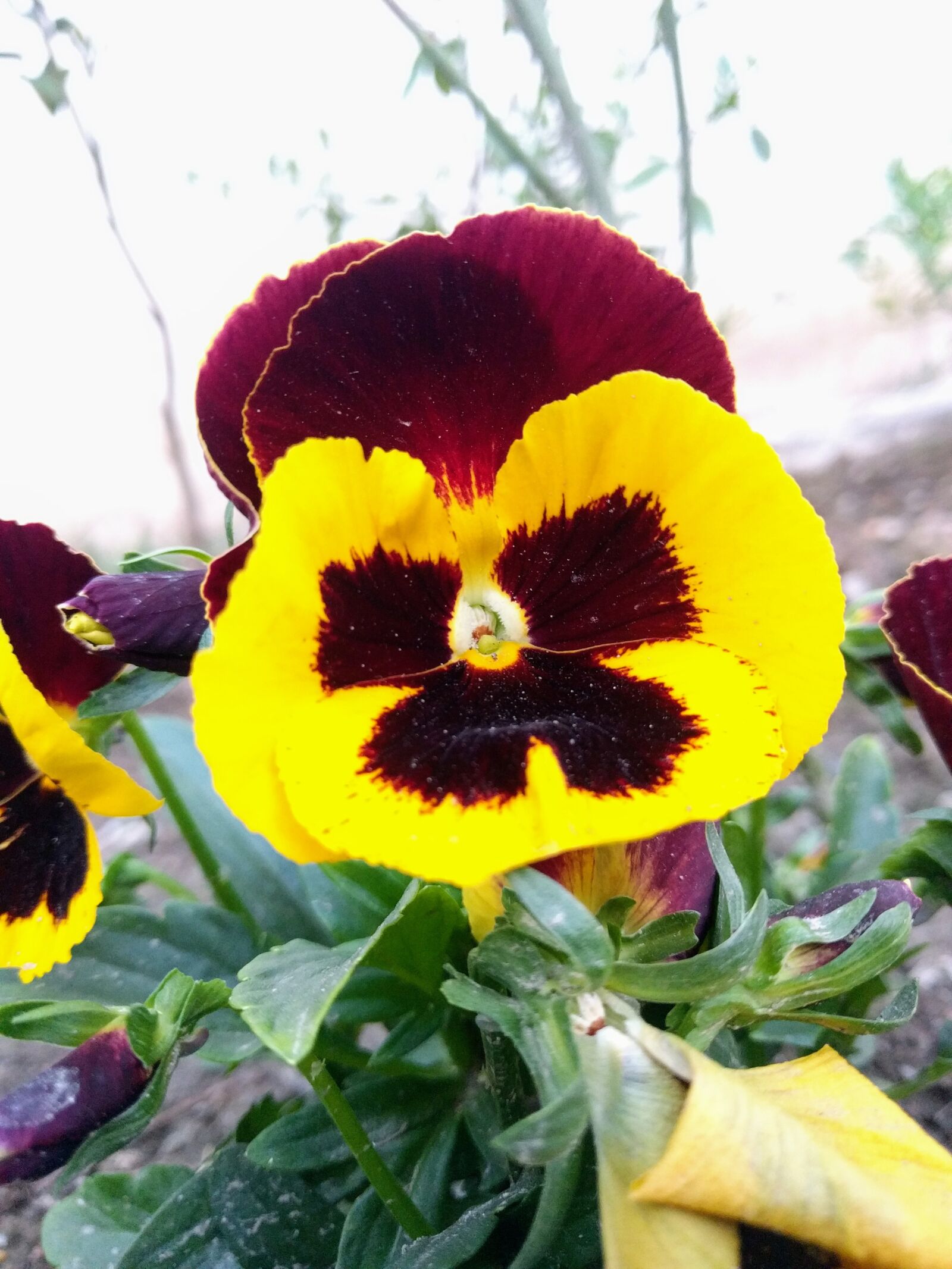 LG Nexus 5X sample photo. Yellow flower, flower, nature photography