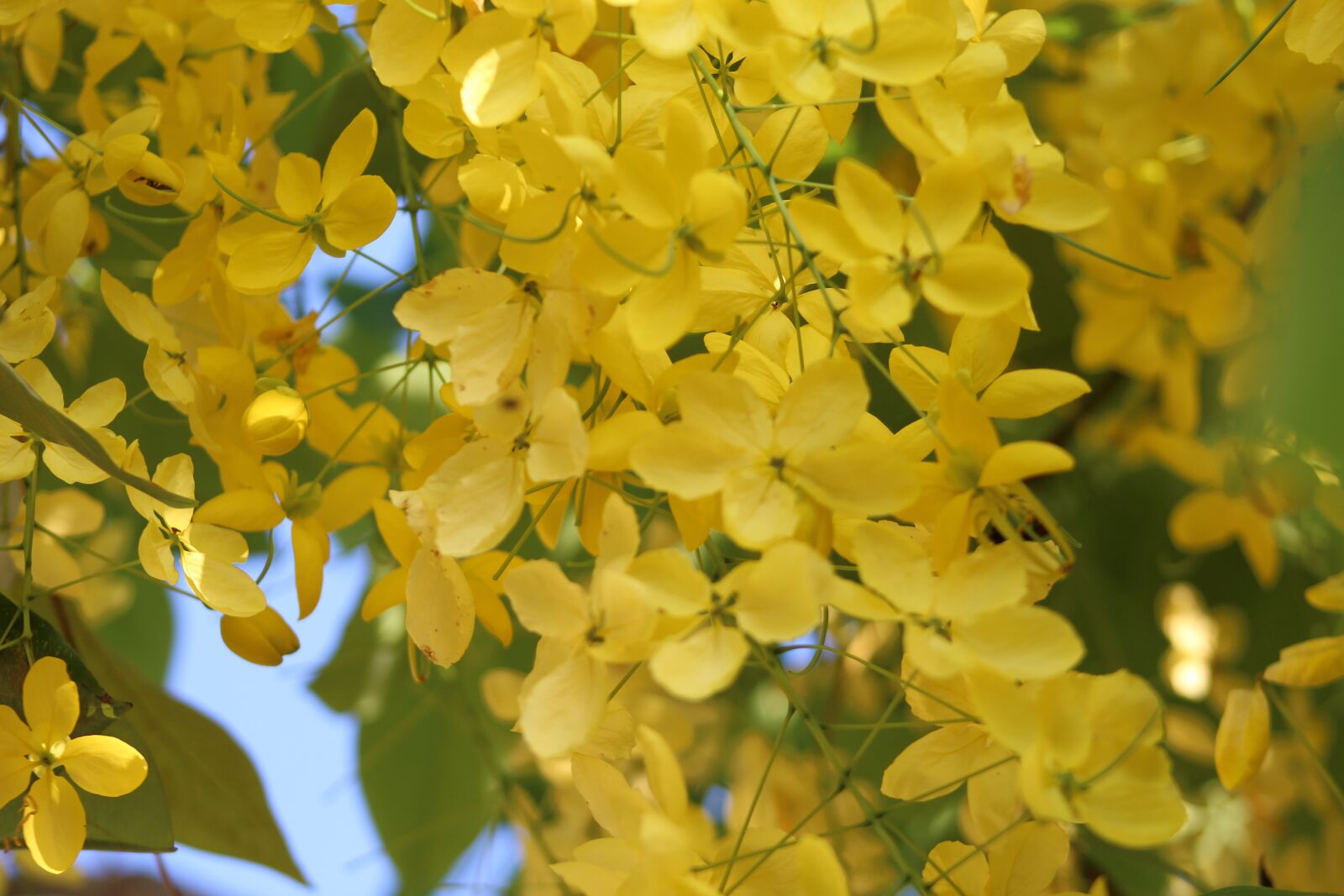Canon EOS 1300D (EOS Rebel T6 / EOS Kiss X80) sample photo. Flower, flowers, yellow photography