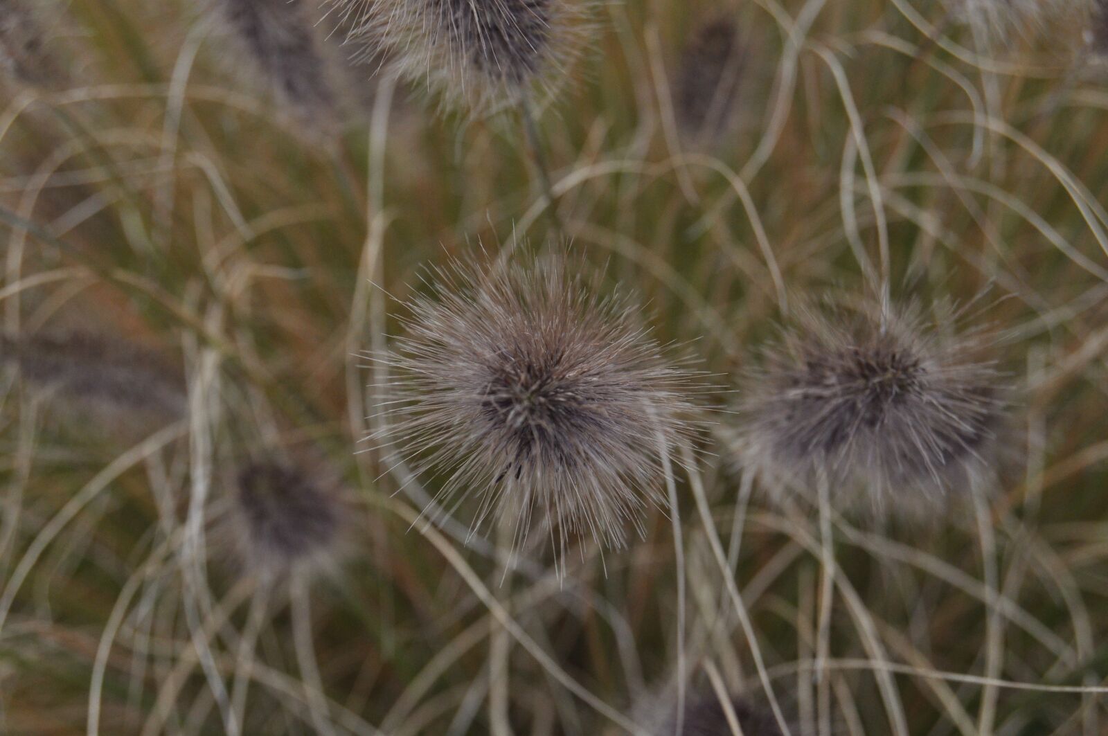 Nikon D5000 sample photo. Botanic, botanical garden, bonatical photography