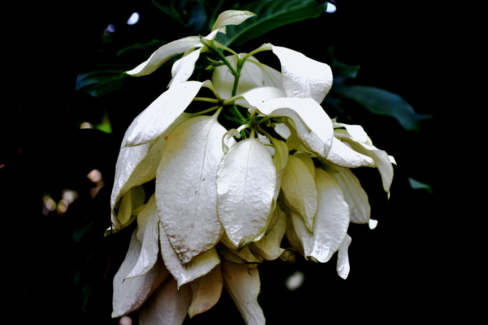 Nikon D3400 sample photo. White, flower, white flower photography