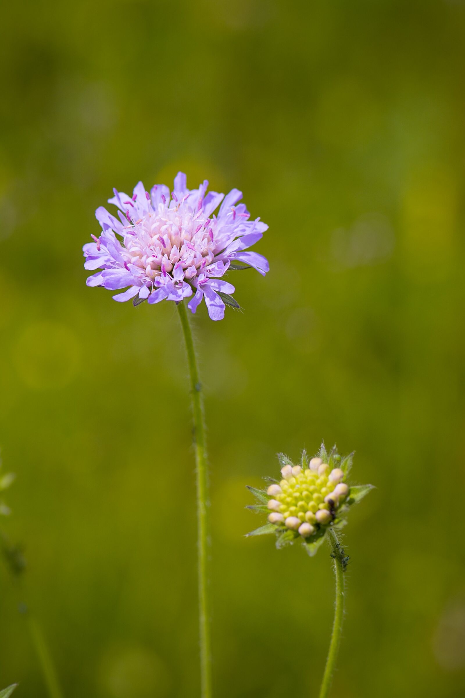 Nikon D7100 sample photo. Deaf-skabiose, scabiosa columbaria, caprifoliaceae photography