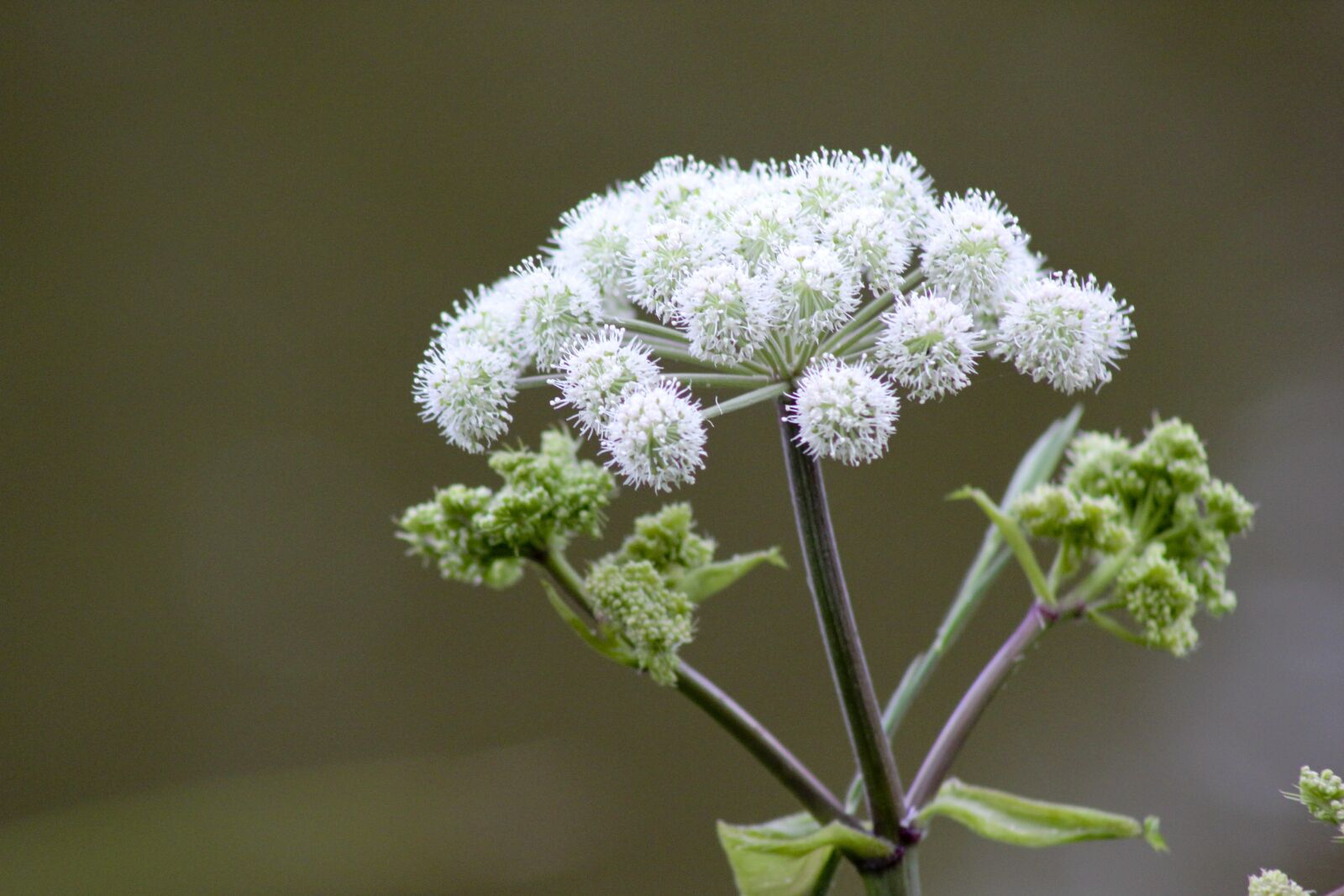 Canon EF75-300mm f/4-5.6 sample photo. Flower, summer, country photography