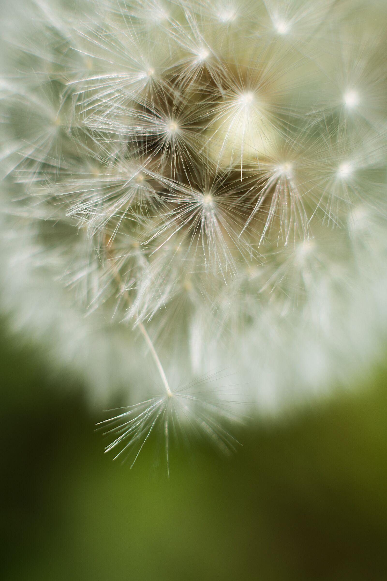 Nikon D7200 sample photo. Dandelion, close up, flower photography