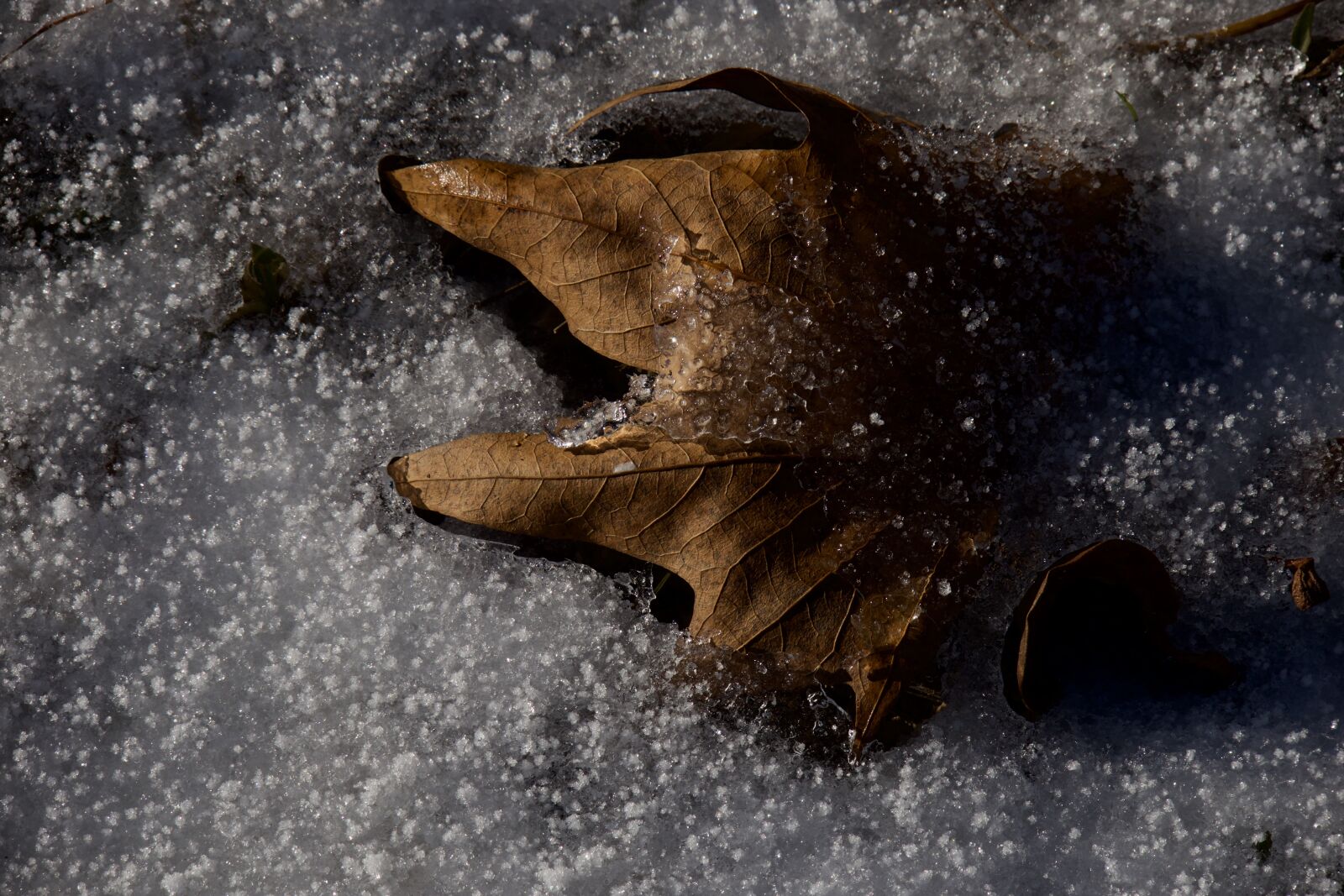 Canon PowerShot G3 X sample photo. Winter, leaf, leaves photography
