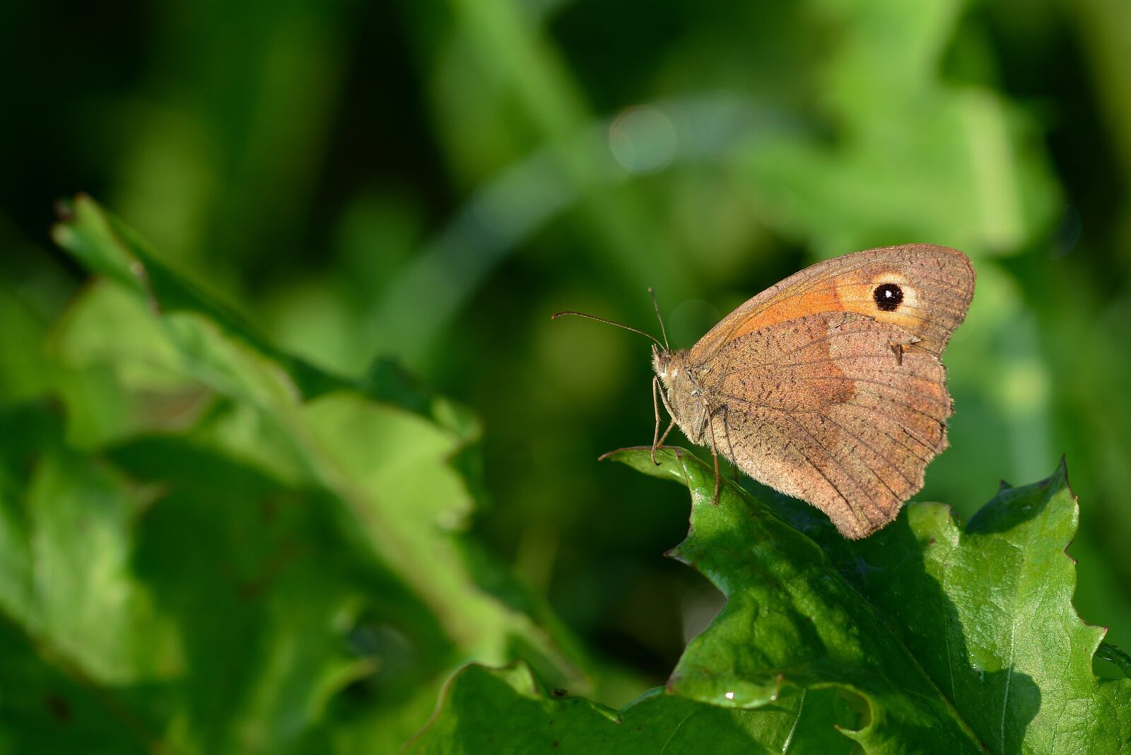 Nikon D5200 sample photo. Butterfly, nature, animal world photography