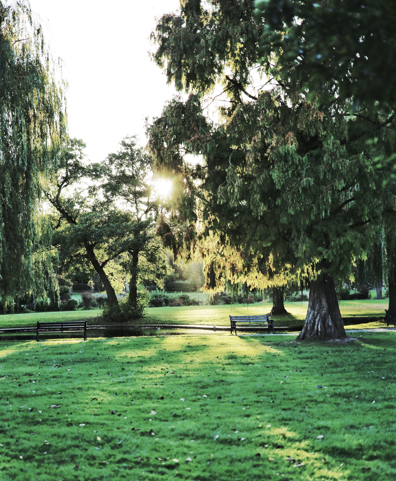 Canon EOS 5D Mark III sample photo. Morning, sun, trees photography