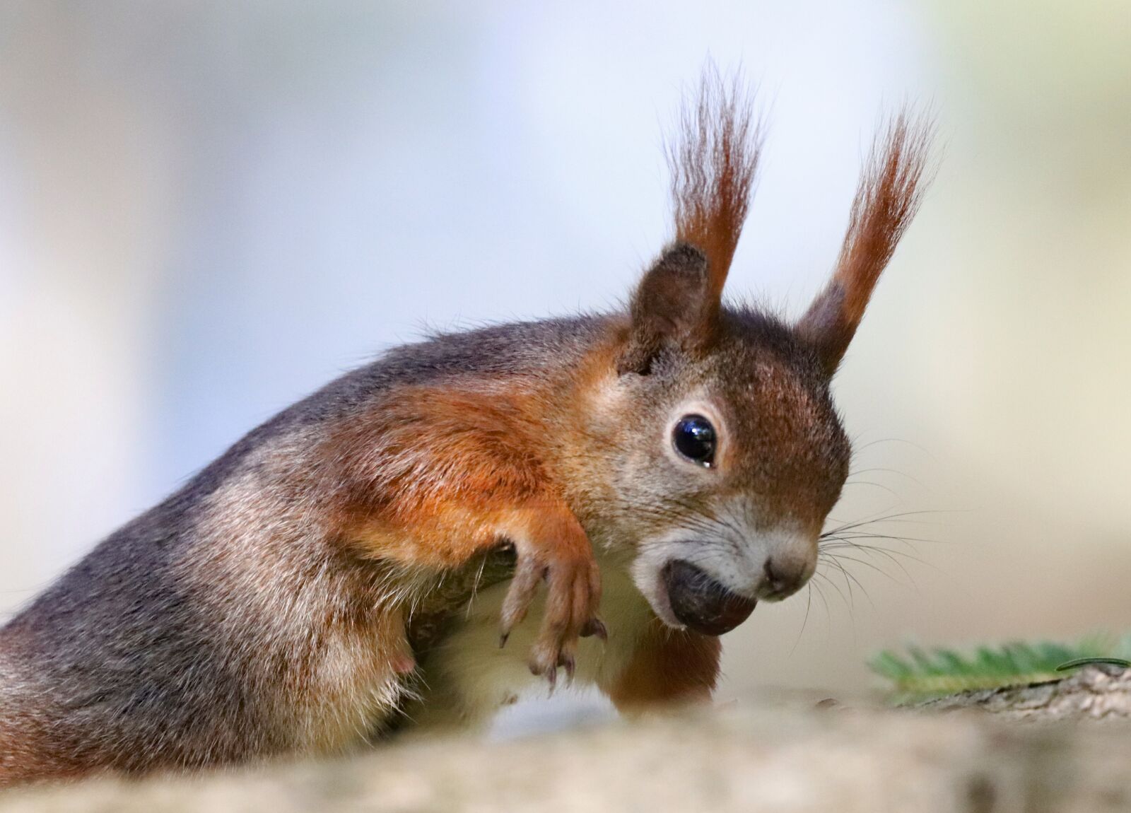 150-600mm F5-6.3 DG OS HSM | Contemporary 015 sample photo. The squirrel, running, wild photography