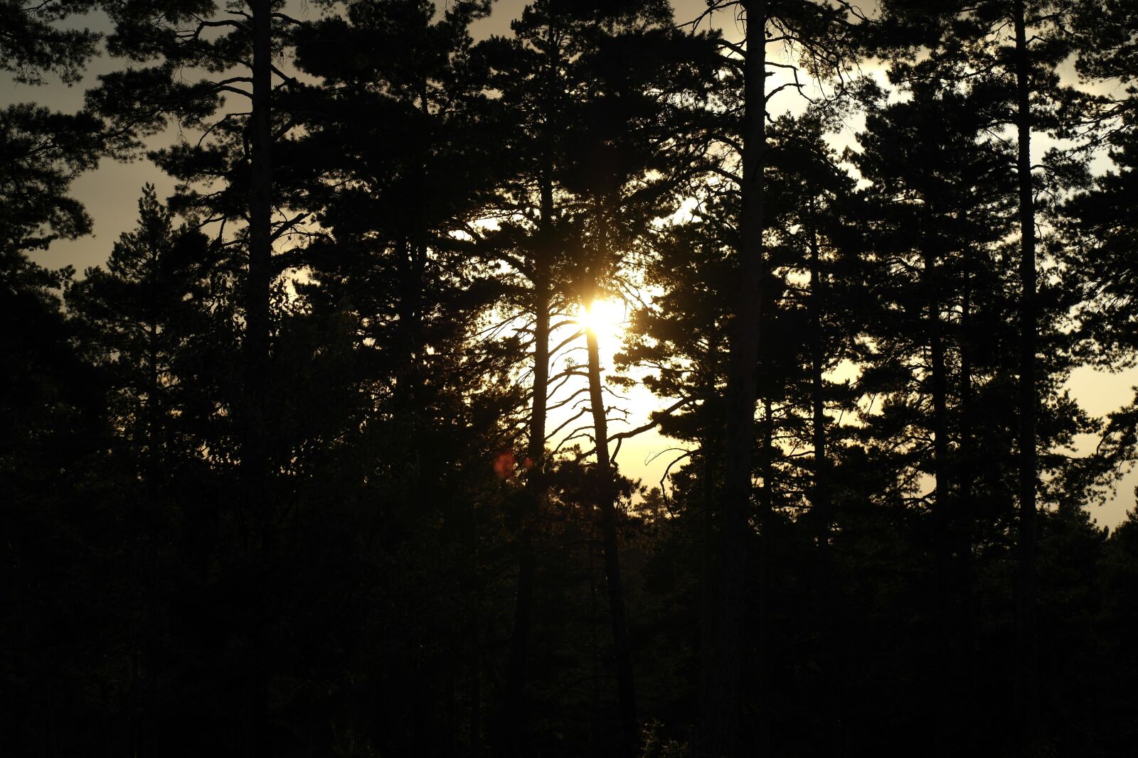 Samsung NX1000 sample photo. Sunset, tree, forest photography
