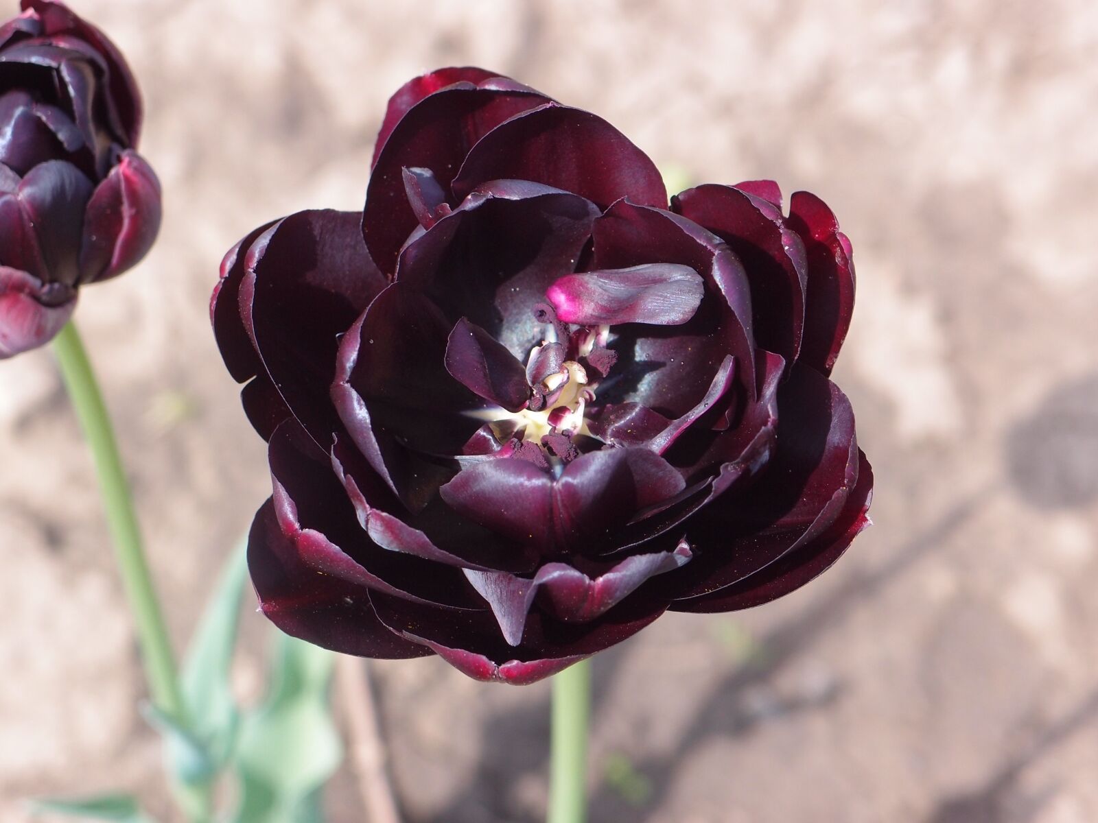 Olympus XZ-1 sample photo. Flowers, tulip, black tulip photography
