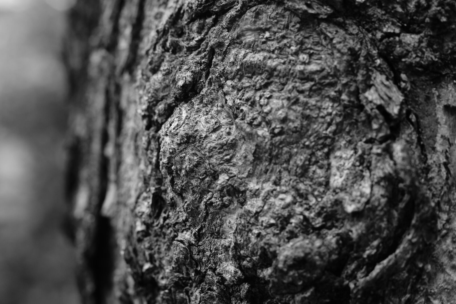 Sony Alpha DSLR-A550 sample photo. Texture, tree, the trunk photography