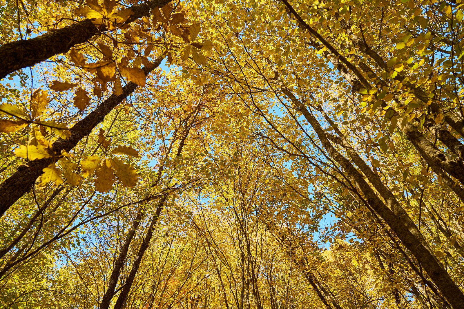 Sony a7R II sample photo. Autumn, season, landscape photography