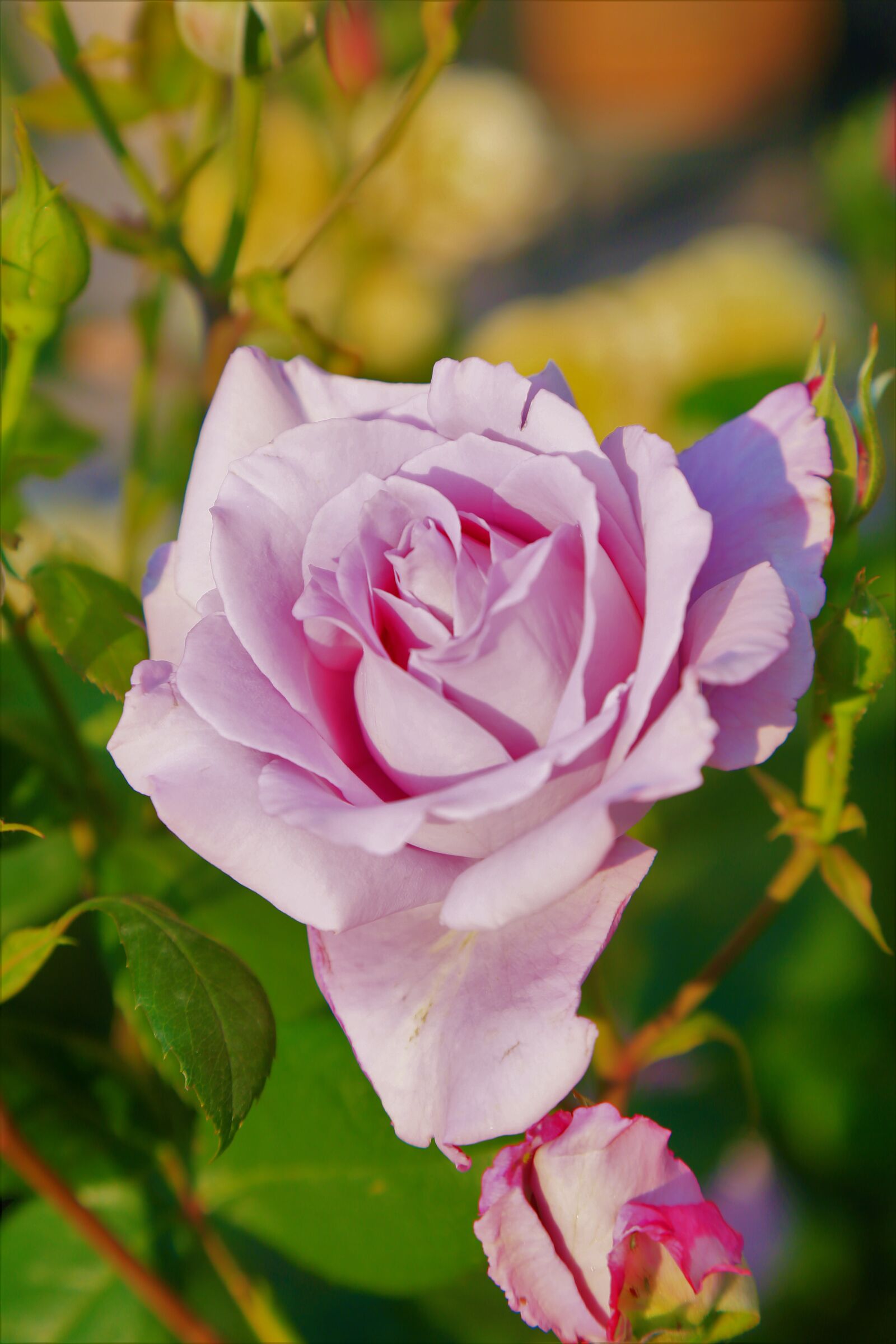 Canon EF 24-105mm F4L IS USM sample photo. Rose, spring, flower photography