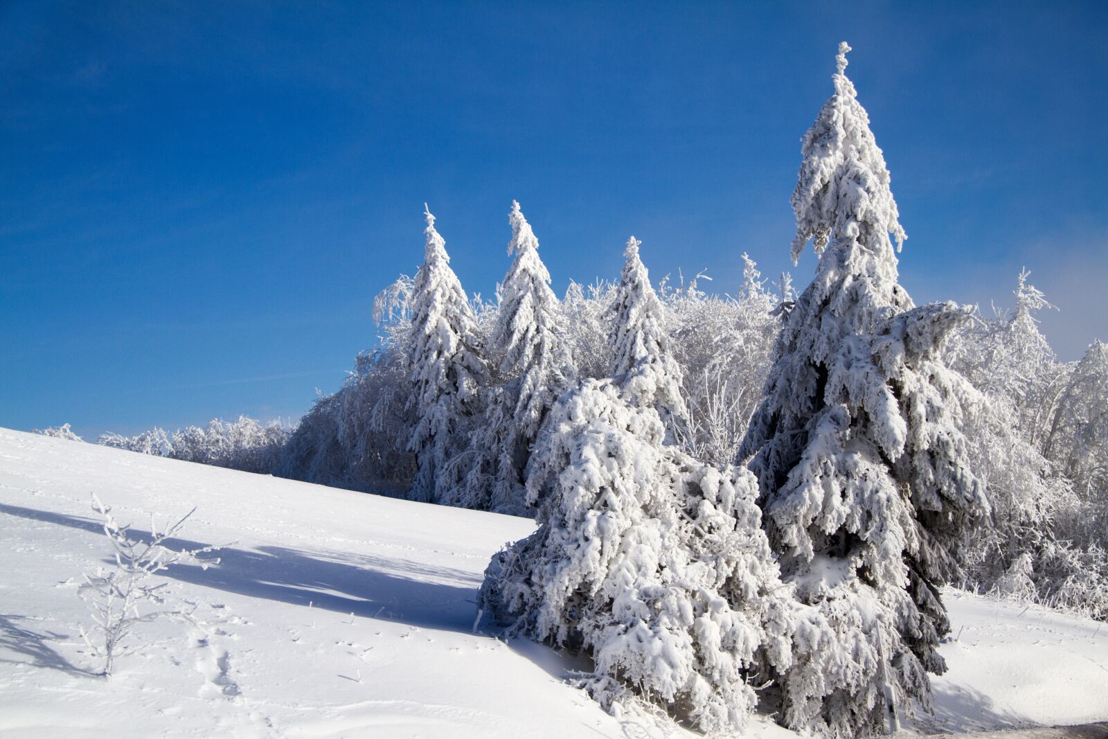 Canon EOS 7D sample photo. Winter, snow, wintry photography
