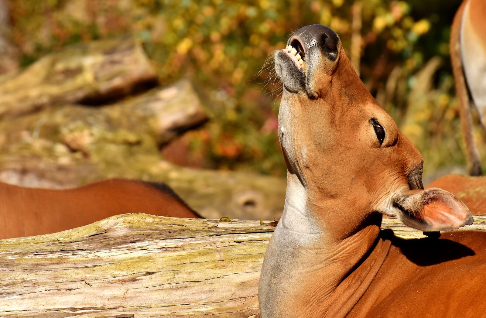 Nikon D7200 sample photo. Banteng, beef, bos javanicus photography