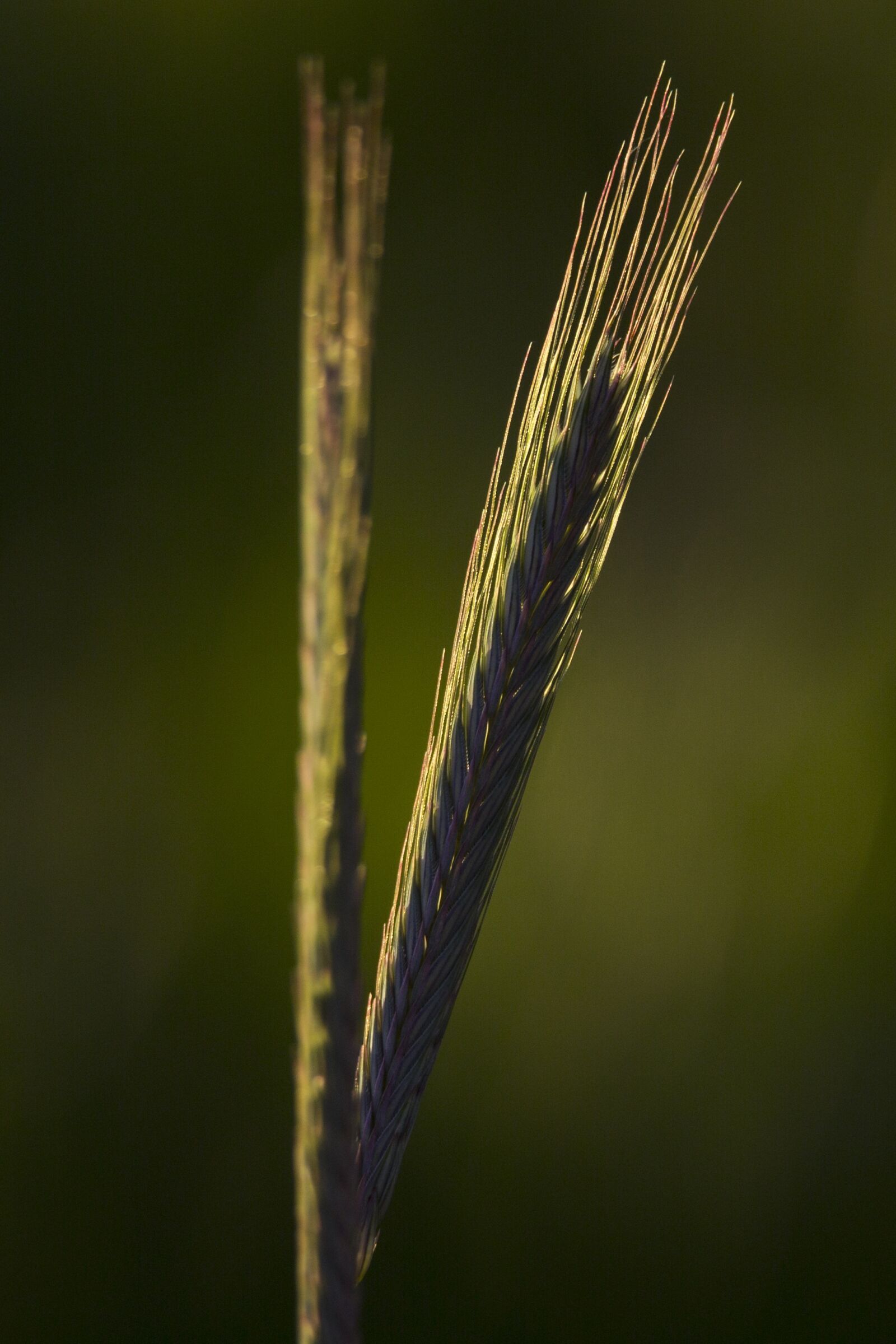 Canon EOS 5D Mark III + Tamron SP 150-600mm F5-6.3 Di VC USD sample photo. Nature, cereals, agriculture photography