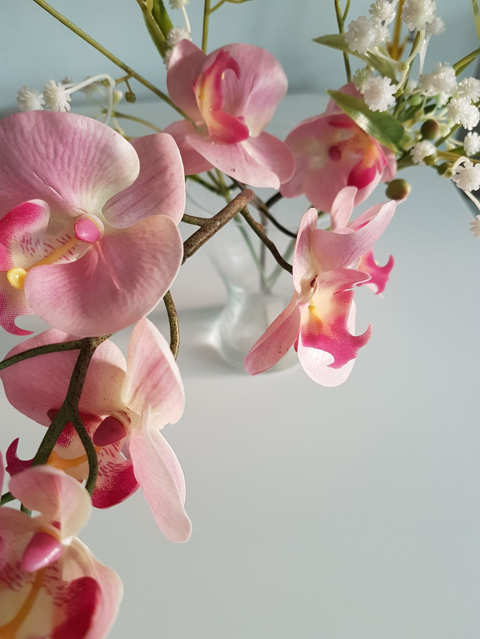 Samsung Galaxy S7 Edge sample photo. Flower, orchids, plants photography
