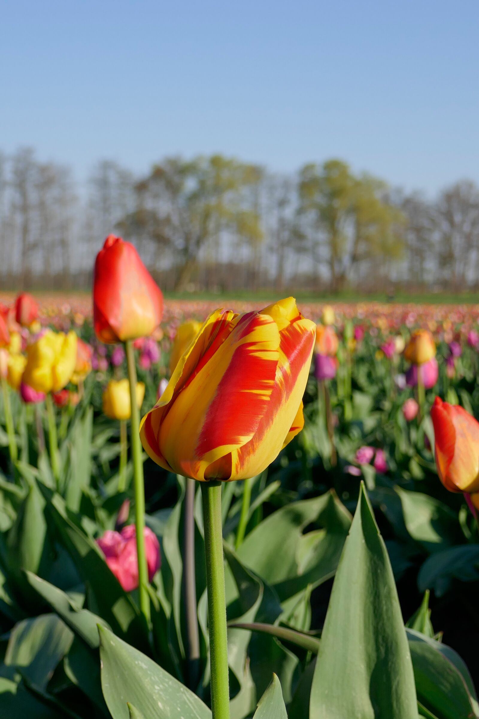 Panasonic DMC-TZ101 sample photo. Tulip field, tulip, spring photography