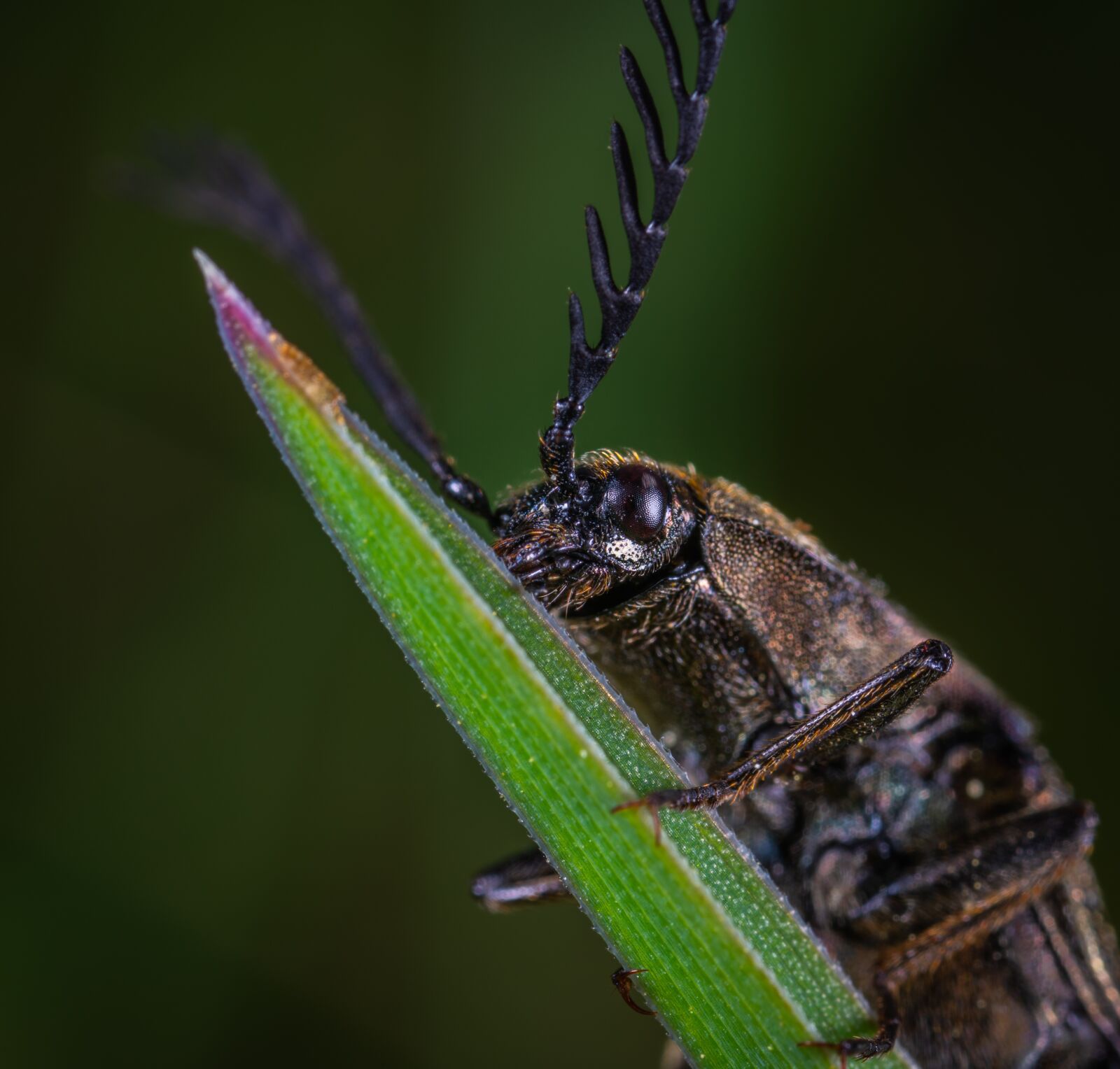 #124 65/2.8 sample photo. Beetle, macro, insect photography