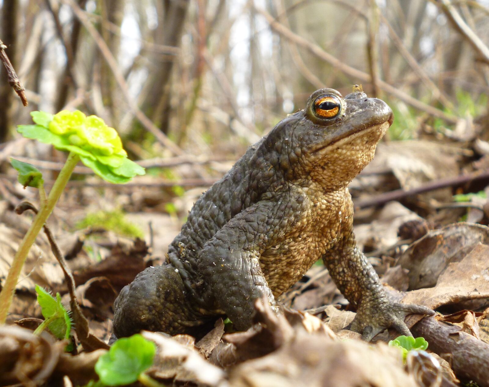 Panasonic DMC-FS18 sample photo. Nature, toad, frog photography