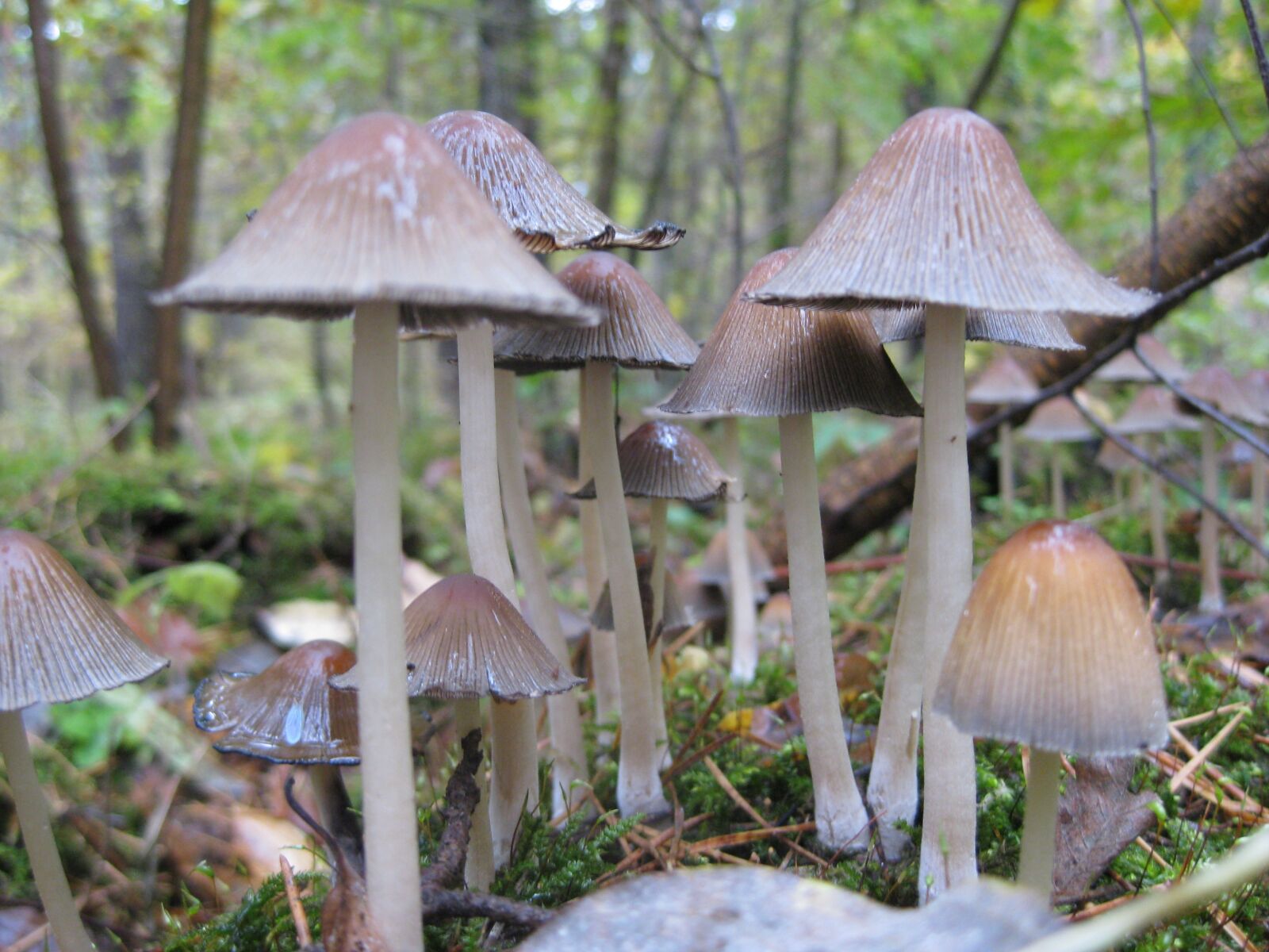 Canon PowerShot SD1100 IS (Digital IXUS 80 IS / IXY Digital 20 IS) sample photo. Mushroom, forest, nature photography