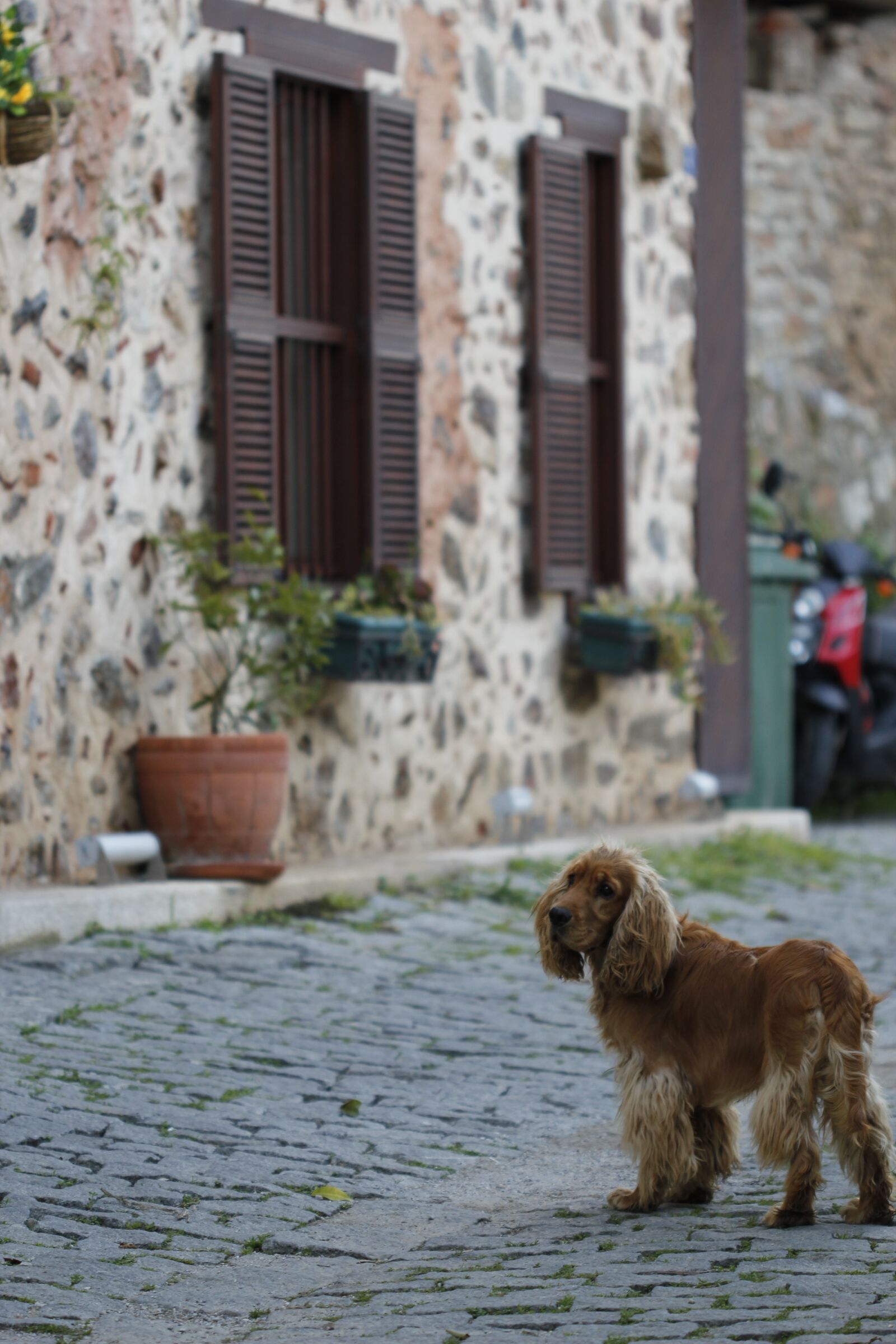 Canon EOS 550D (EOS Rebel T2i / EOS Kiss X4) sample photo. Dog, animal, turkey photography