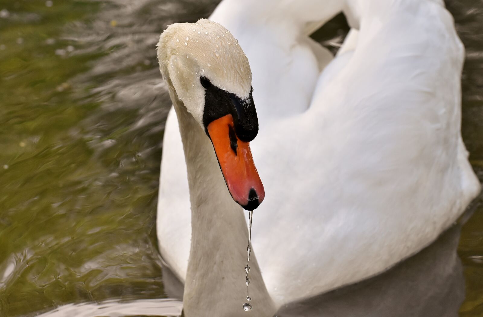 Nikon D7200 sample photo. Swan, elegant, noble photography