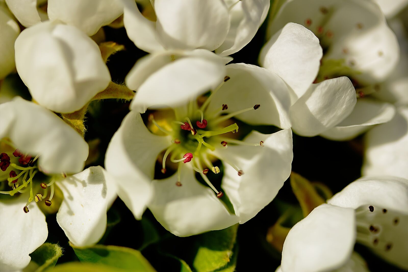 Canon EF-S 60mm F2.8 Macro USM sample photo. Blossom, bloom, spring photography