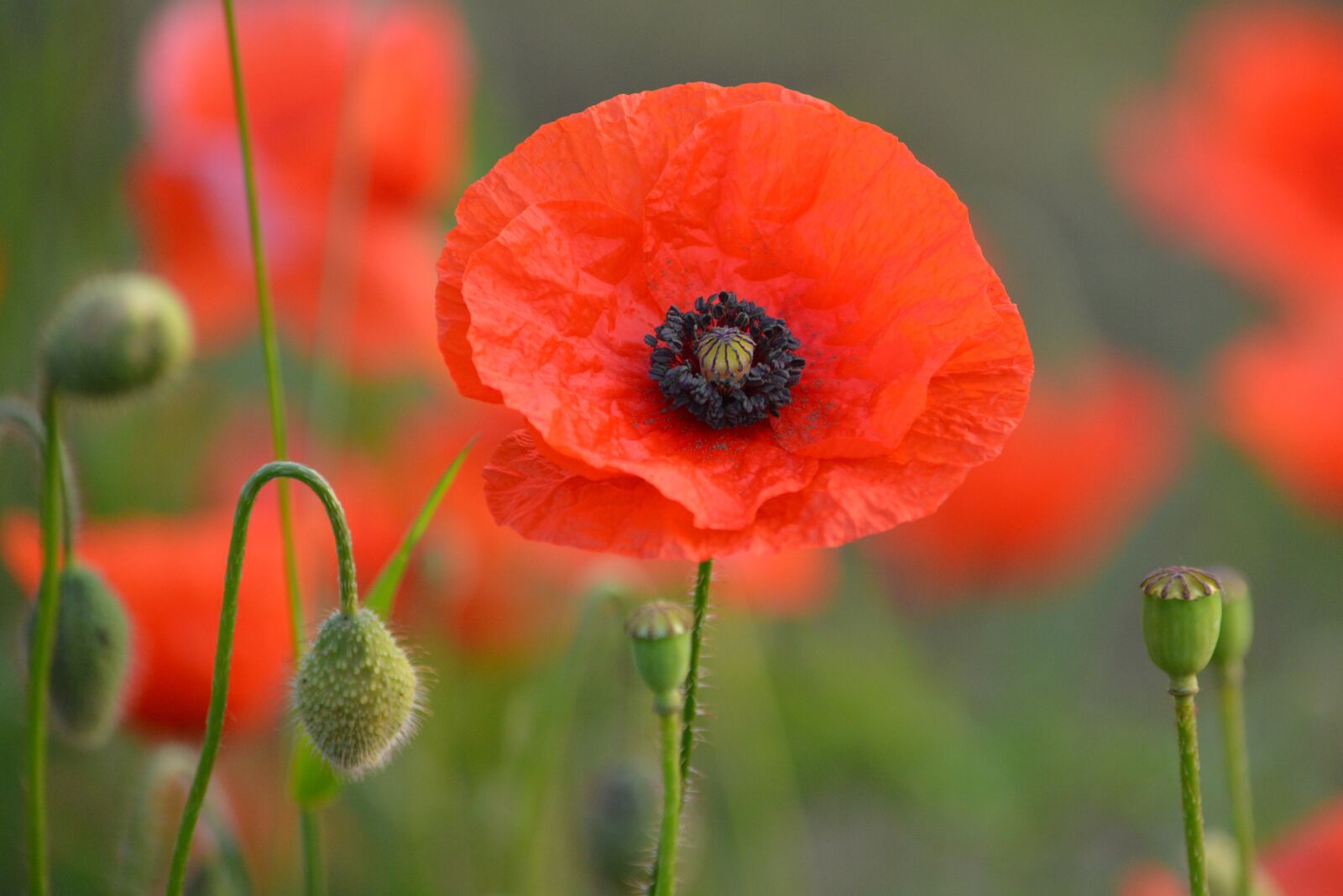 Nikon D5200 sample photo. Flower, poppy, spring photography