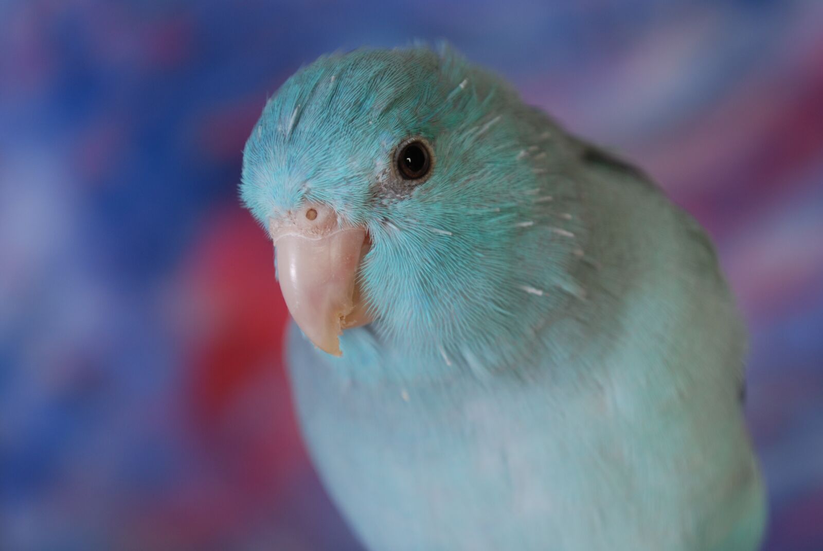 Nikon D60 sample photo. Parakeet, bird, pet photography