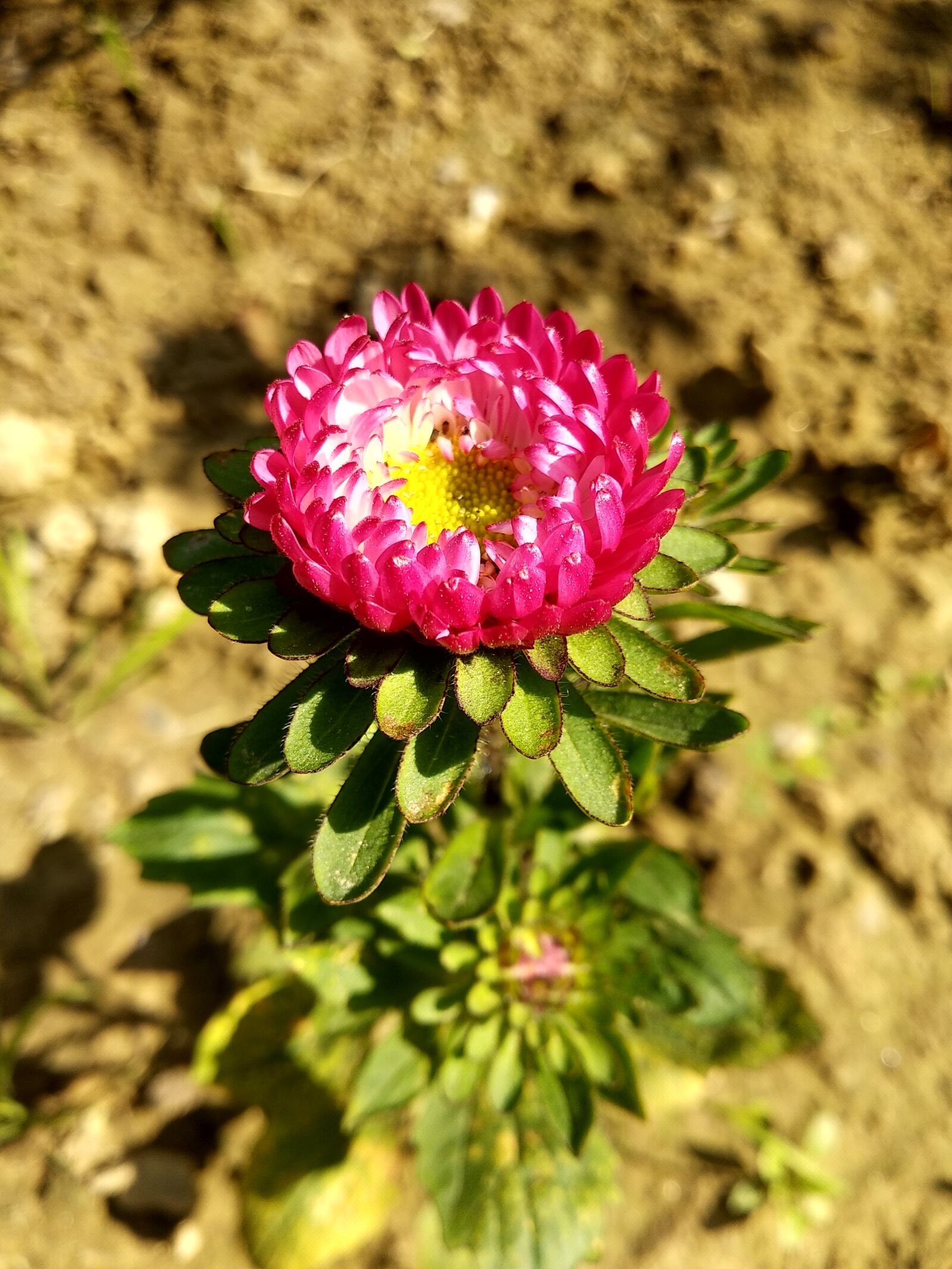 Xiaomi Mi A1 sample photo. Flower, purple, purple flowers photography