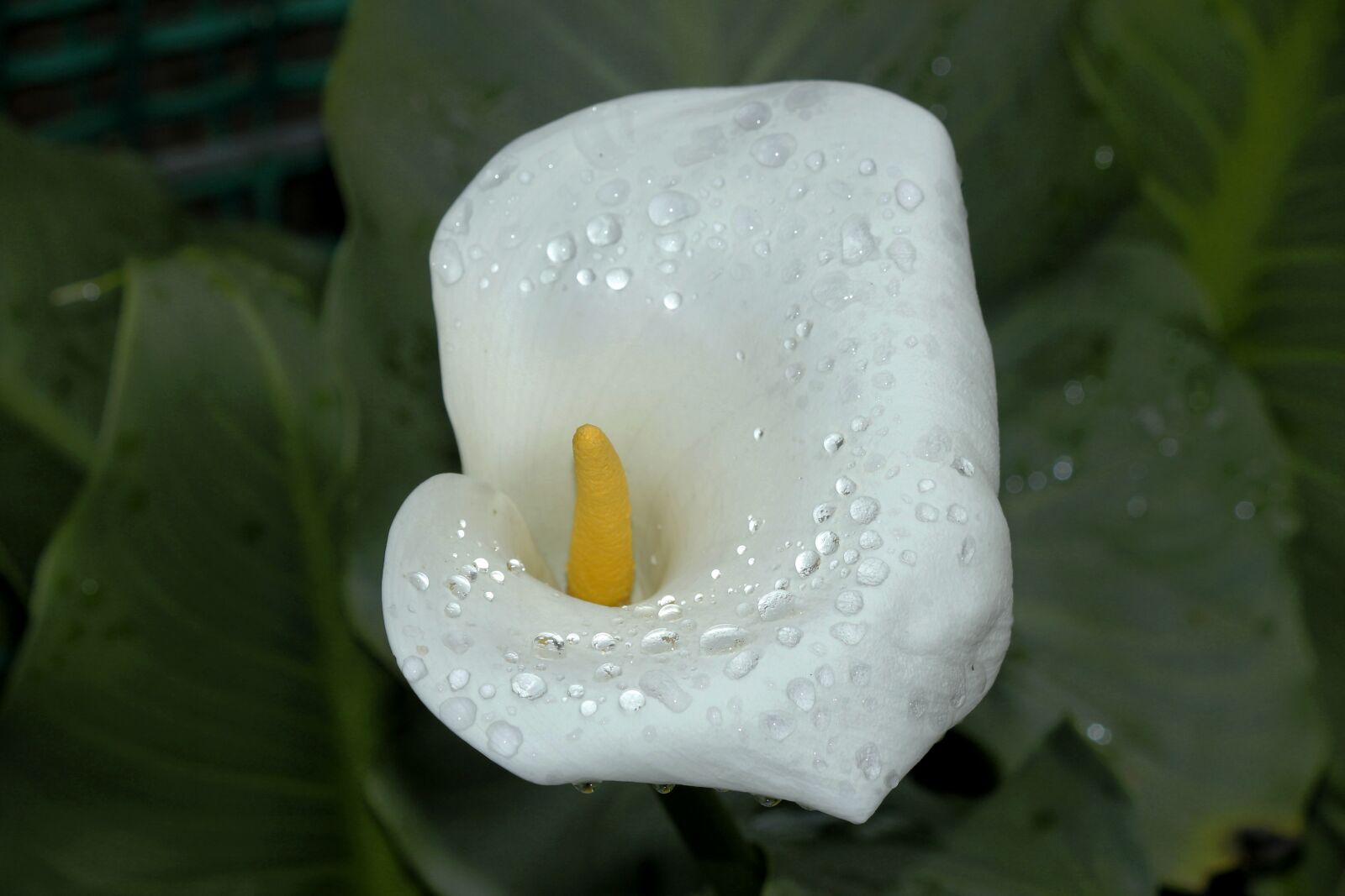 Canon EOS 550D (EOS Rebel T2i / EOS Kiss X4) sample photo. White flower, cartridge, garden photography