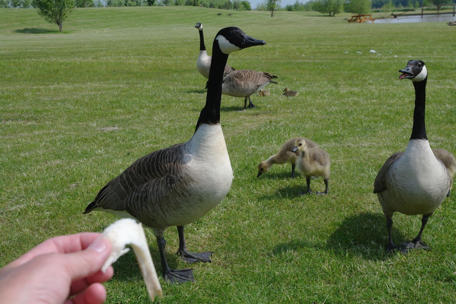 Samsung NX10 sample photo. Geese, feeding, park photography