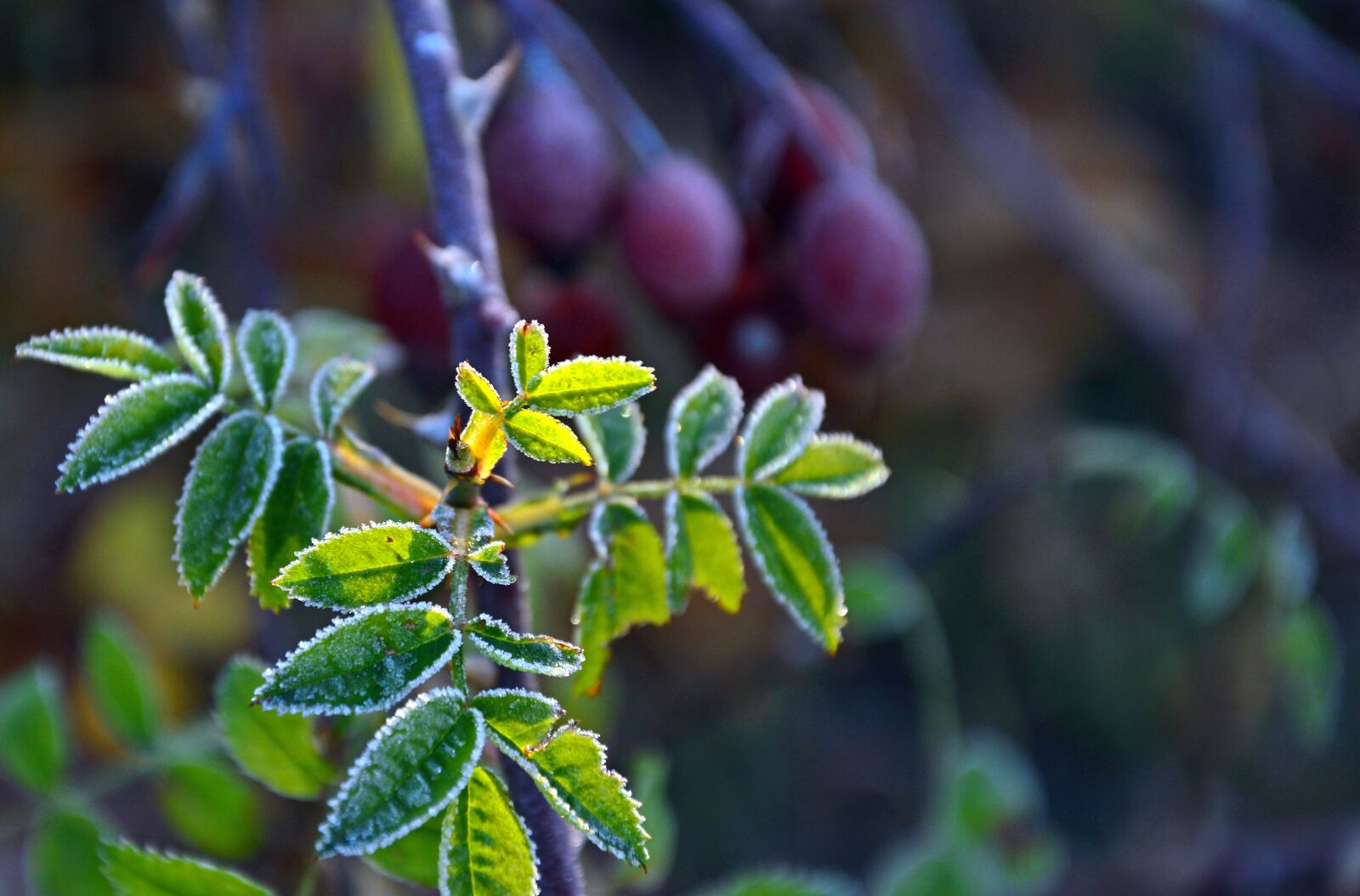 Nikon D3200 sample photo. Wild rose, leaf, engine photography