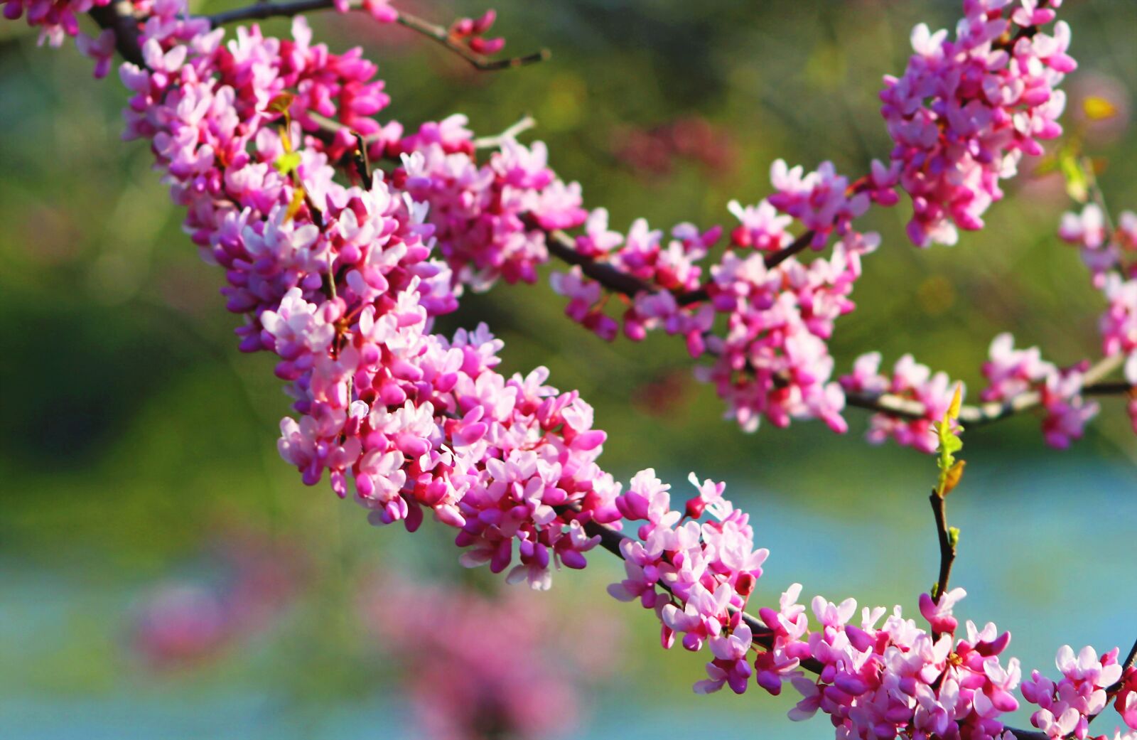 Canon EF75-300mm f/4-5.6 sample photo. Flower, tree flower, redbud photography