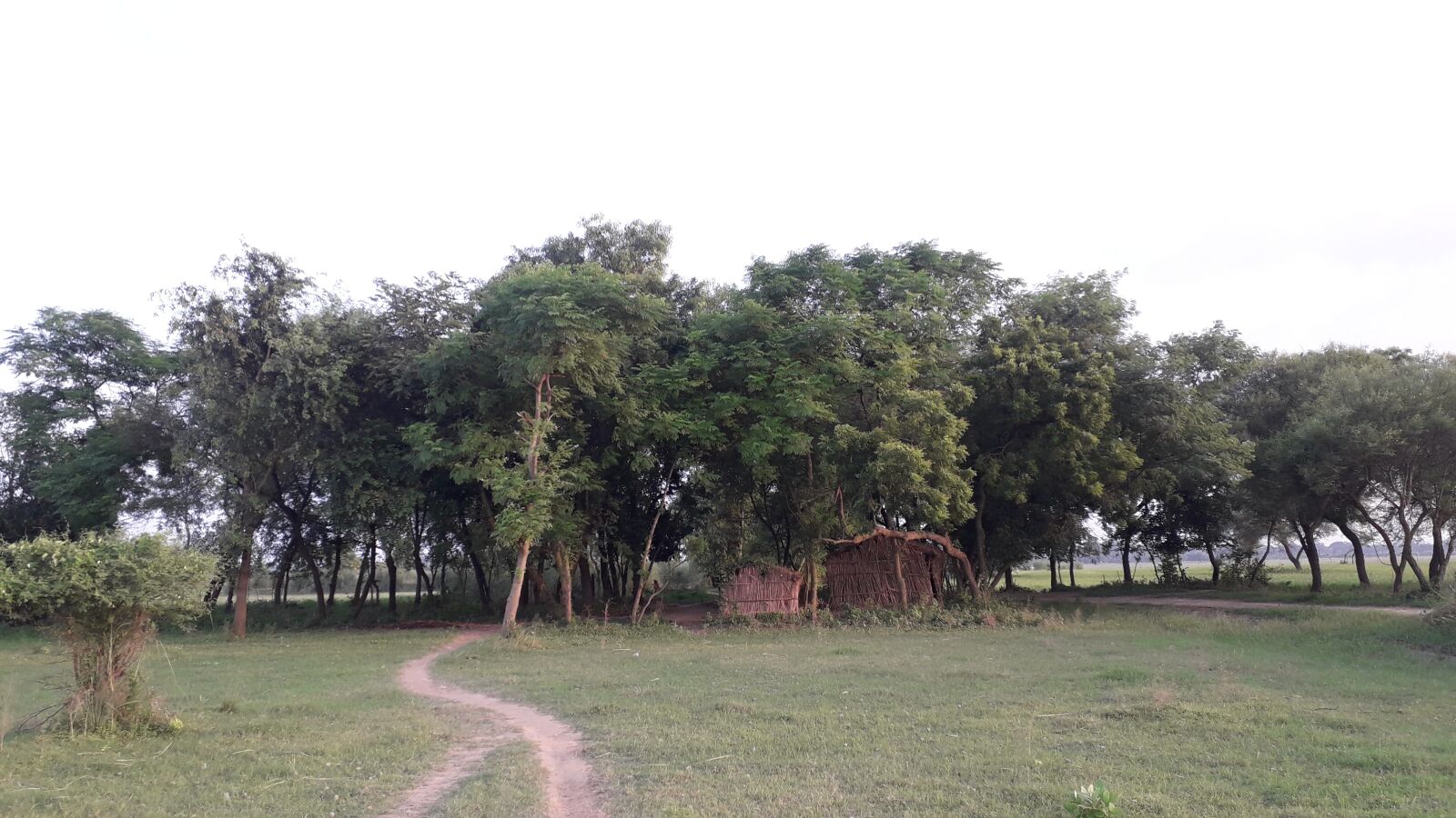 Samsung Galaxy J4 sample photo. Trees, forest, nature photography