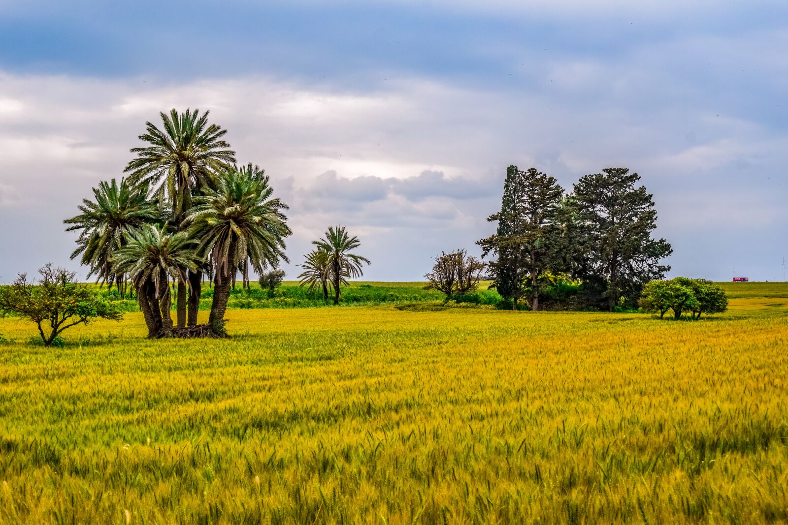 Nikon D3300 sample photo. Palm tree, trees, landscape photography