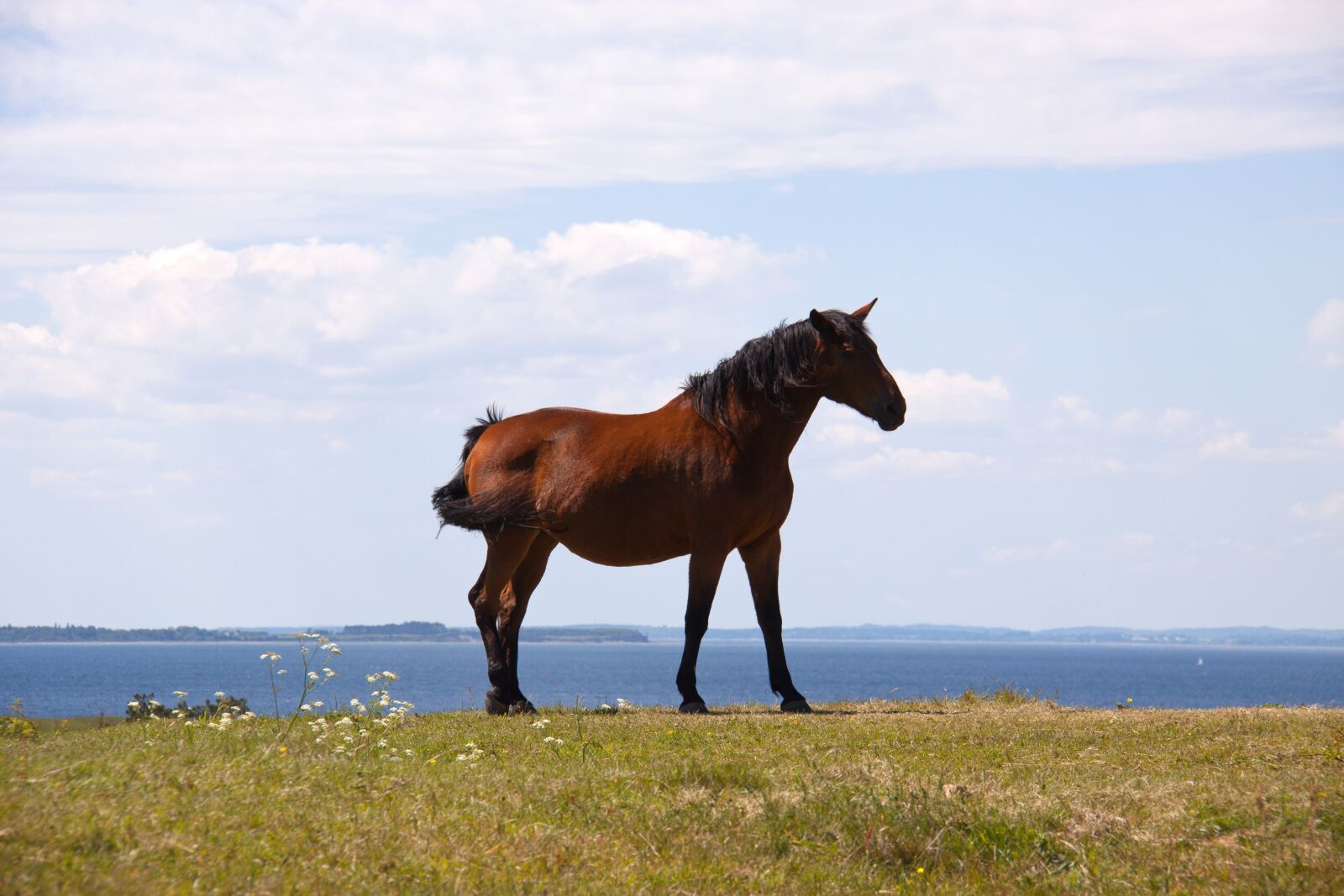 Canon EOS 50D sample photo. Horse, profile, hill photography