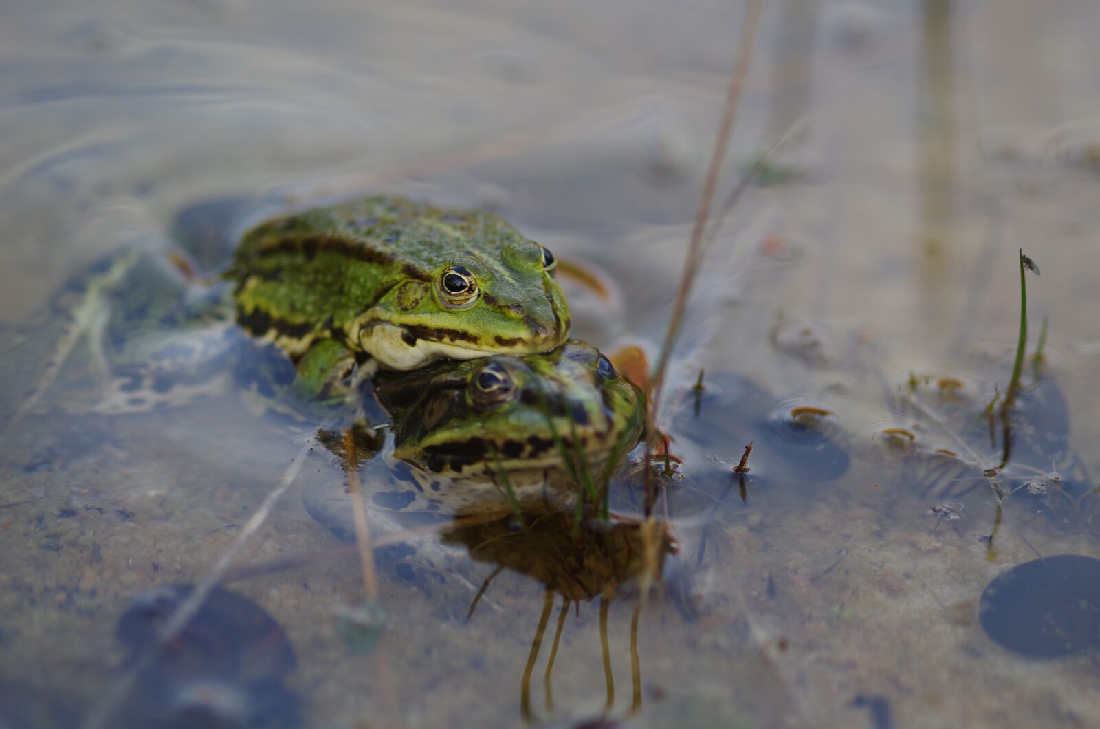 Pentax K-5 sample photo. Nature, pond, frog photography