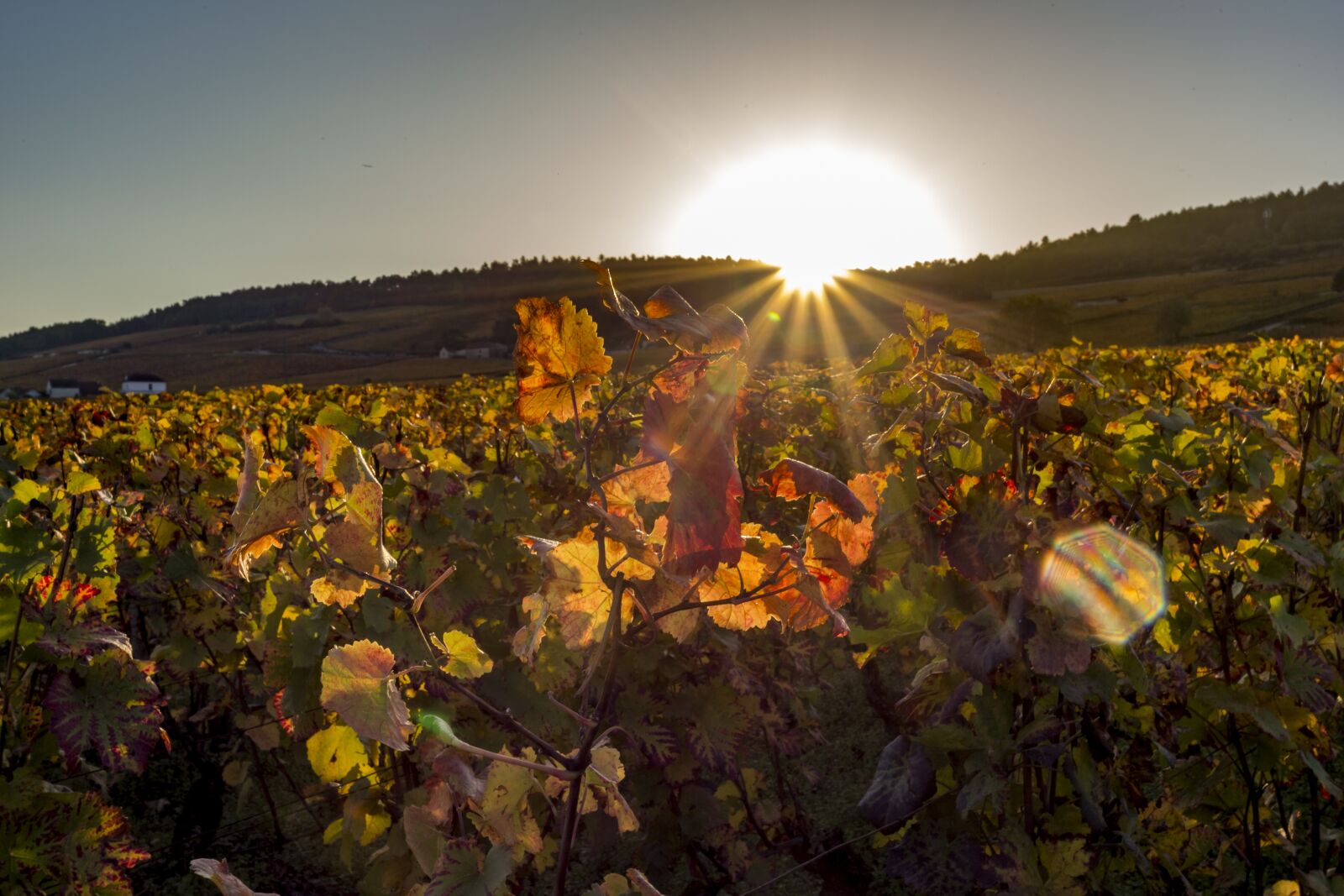 Canon EF 17-40mm F4L USM sample photo. Vineyard, burgundy, nature photography
