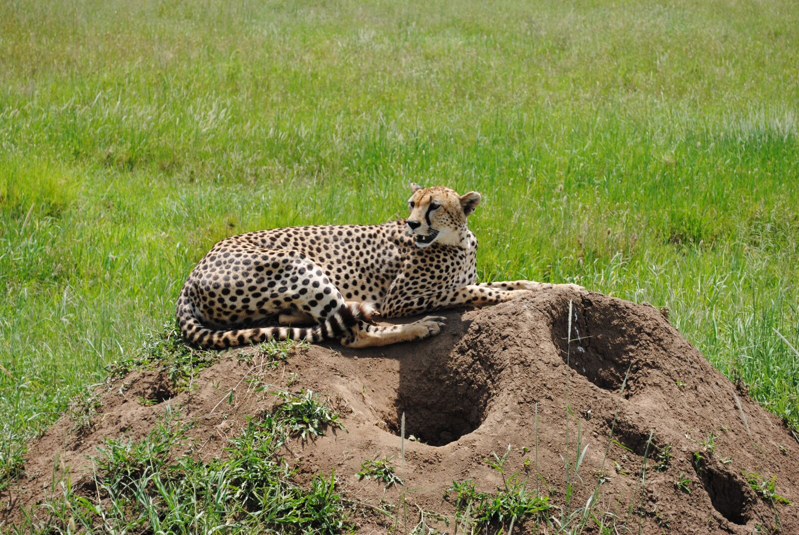Nikon D3000 sample photo. Tanzania, safaris, park photography