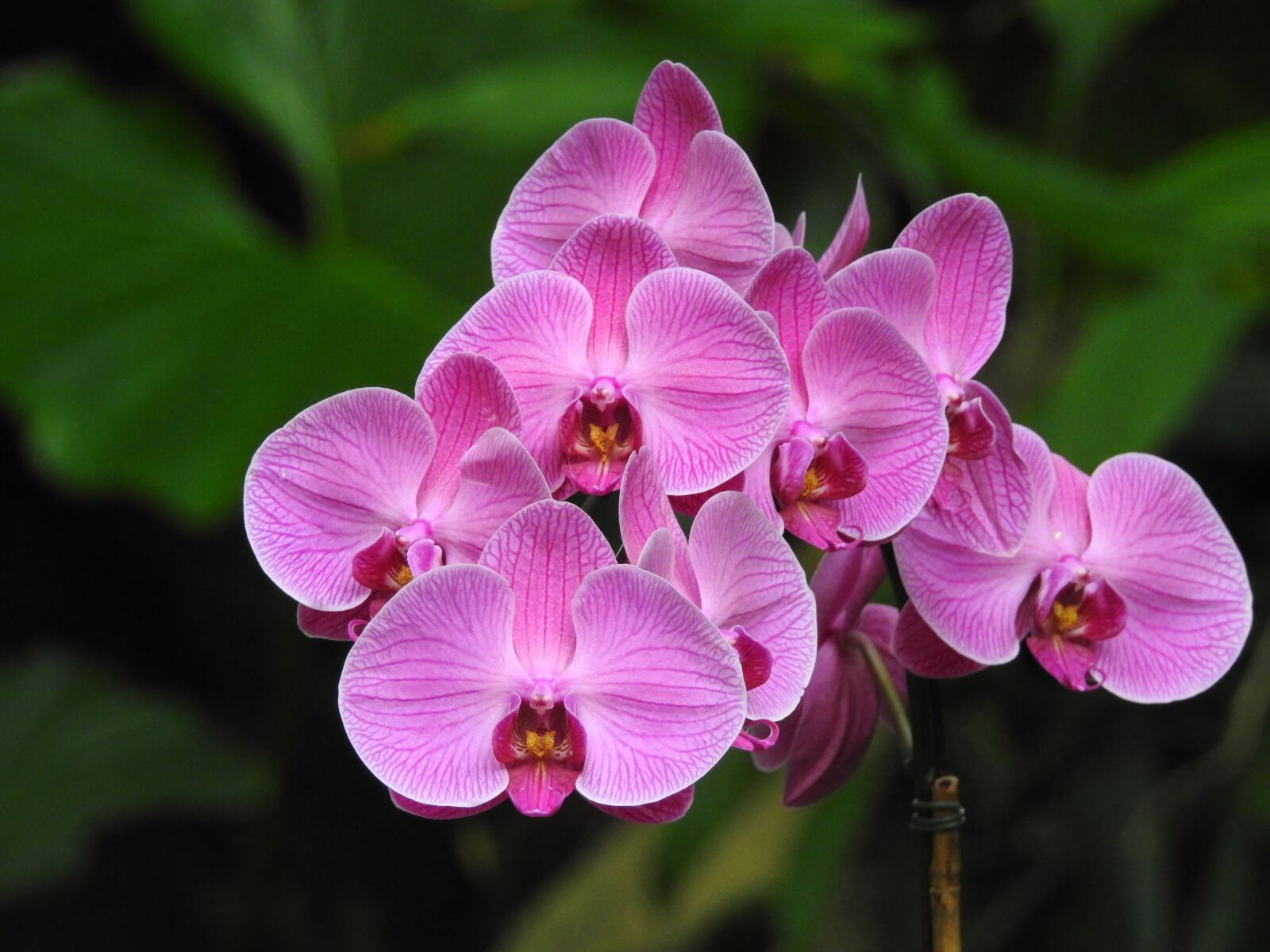 Nikon Coolpix P900 sample photo. Orchid, purple, flower photography