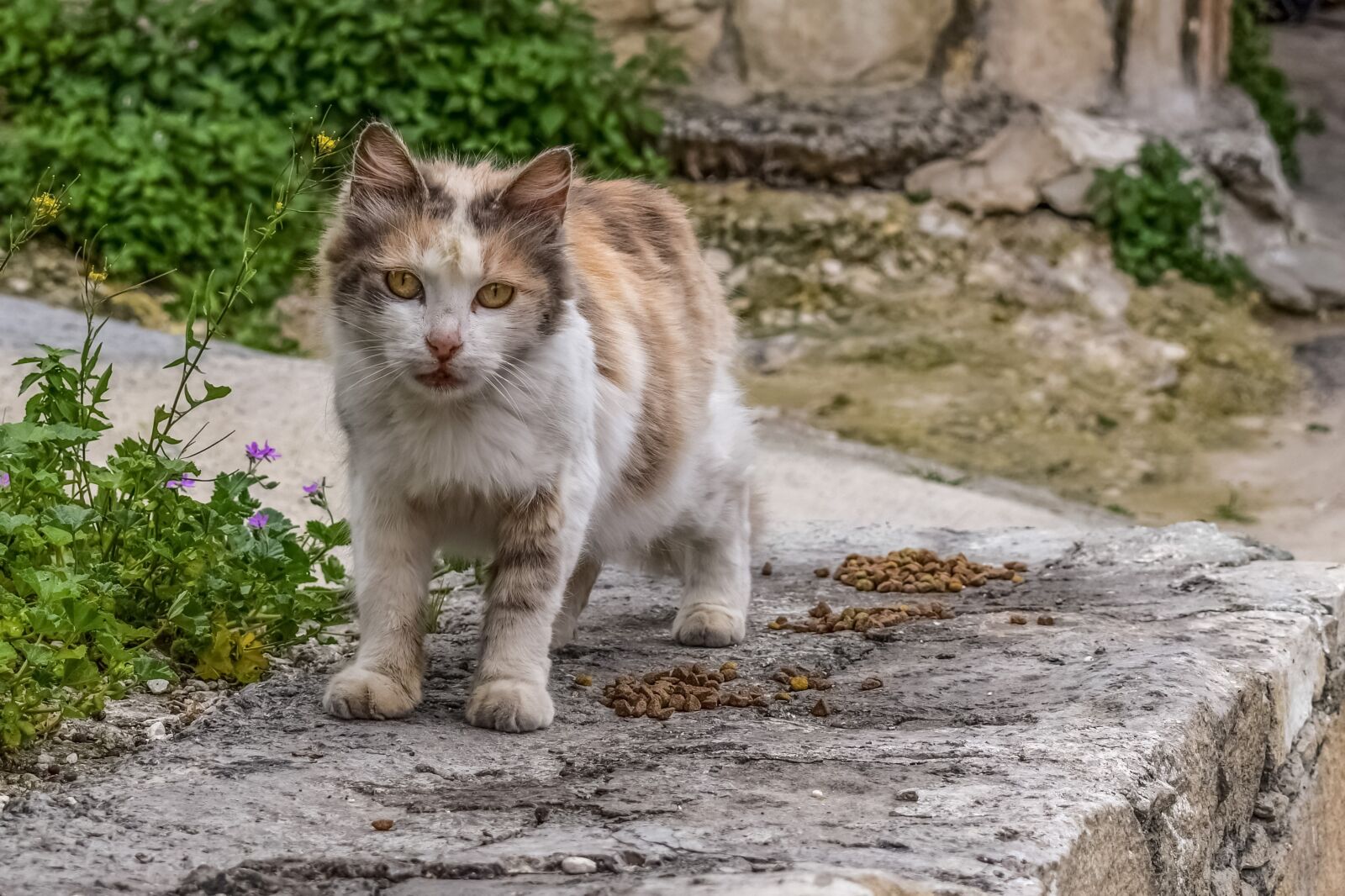 Nikon D3300 sample photo. Cat, stray, street photography