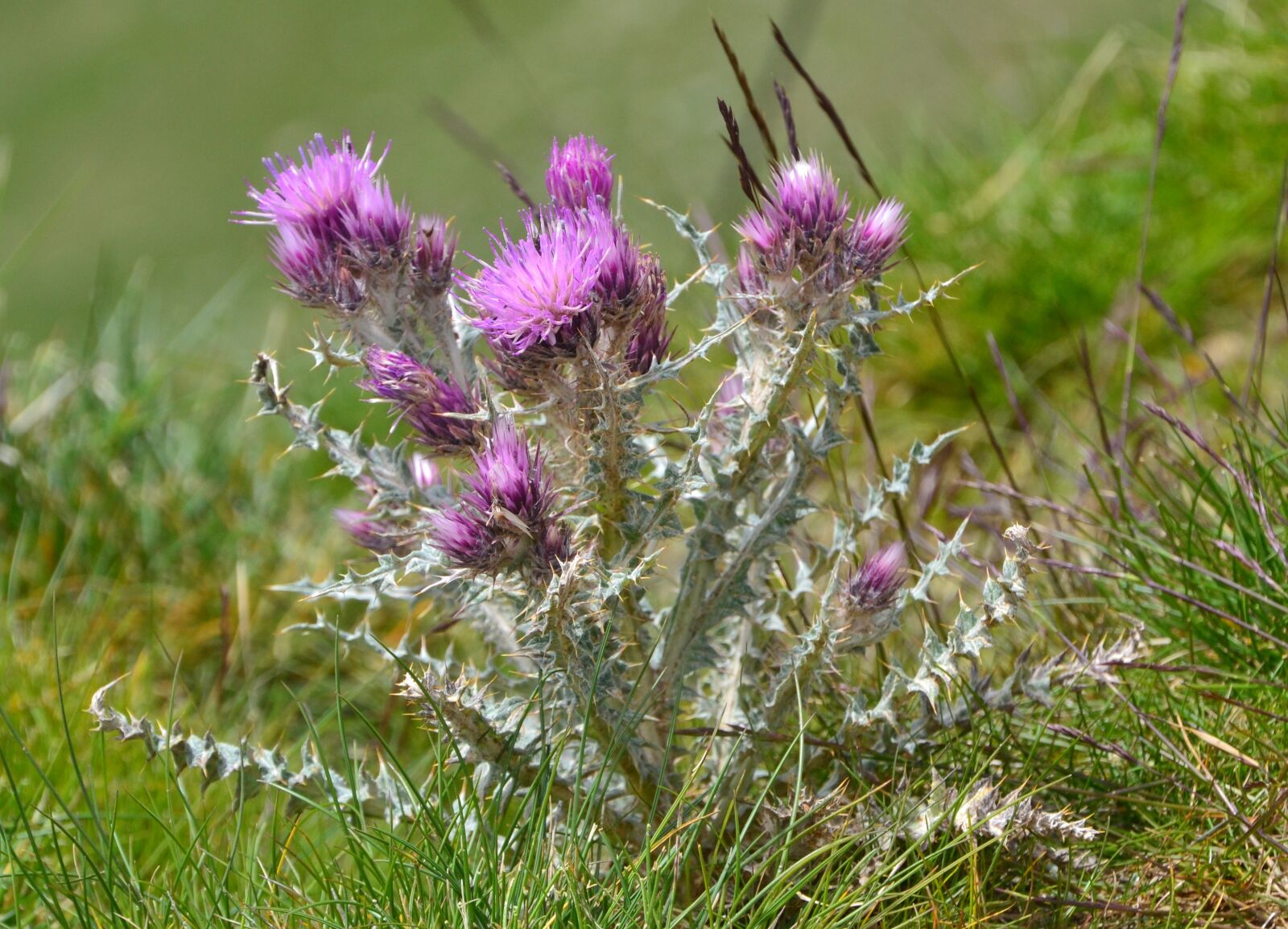 Nikon D3100 sample photo. Thistle, flower, wild photography