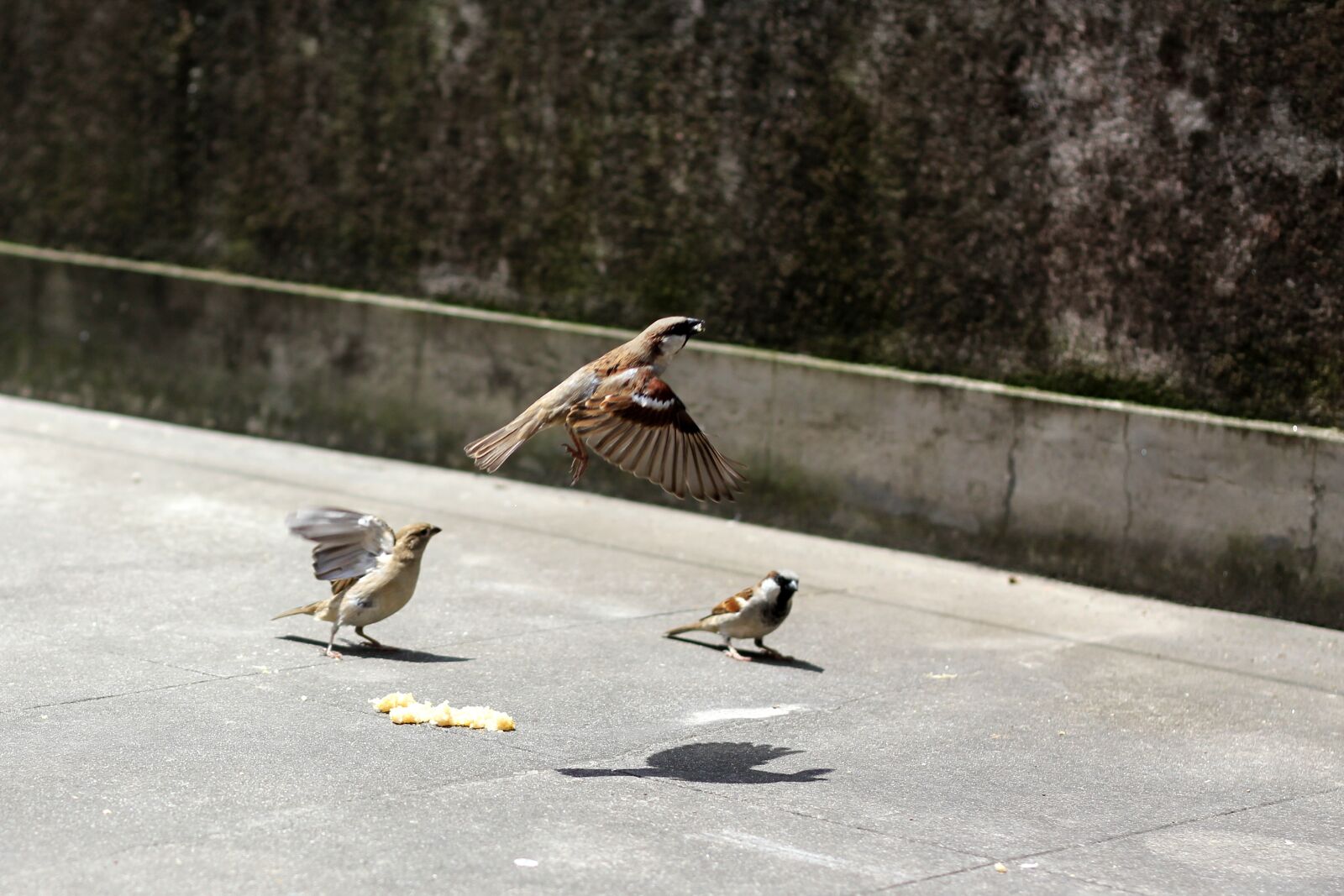 Canon EOS 550D (EOS Rebel T2i / EOS Kiss X4) sample photo. Bird, flight, sparrows photography